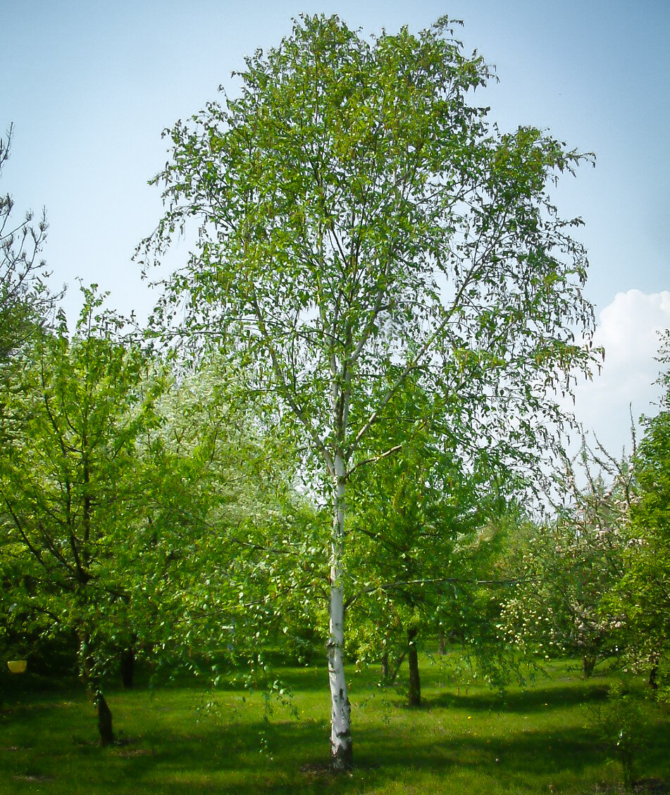 Birch Betula pendula