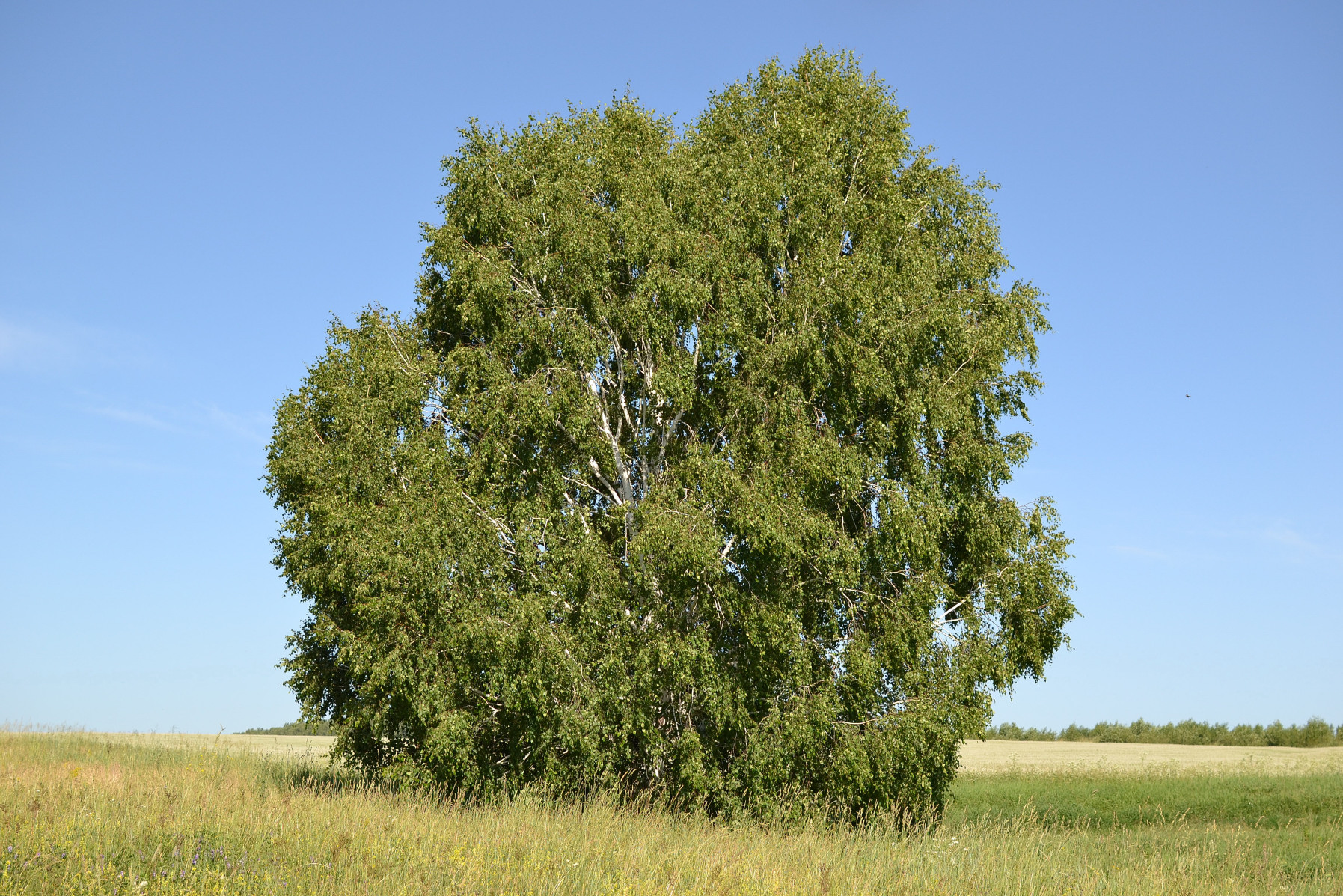 Береза пушистая Betula pubescens