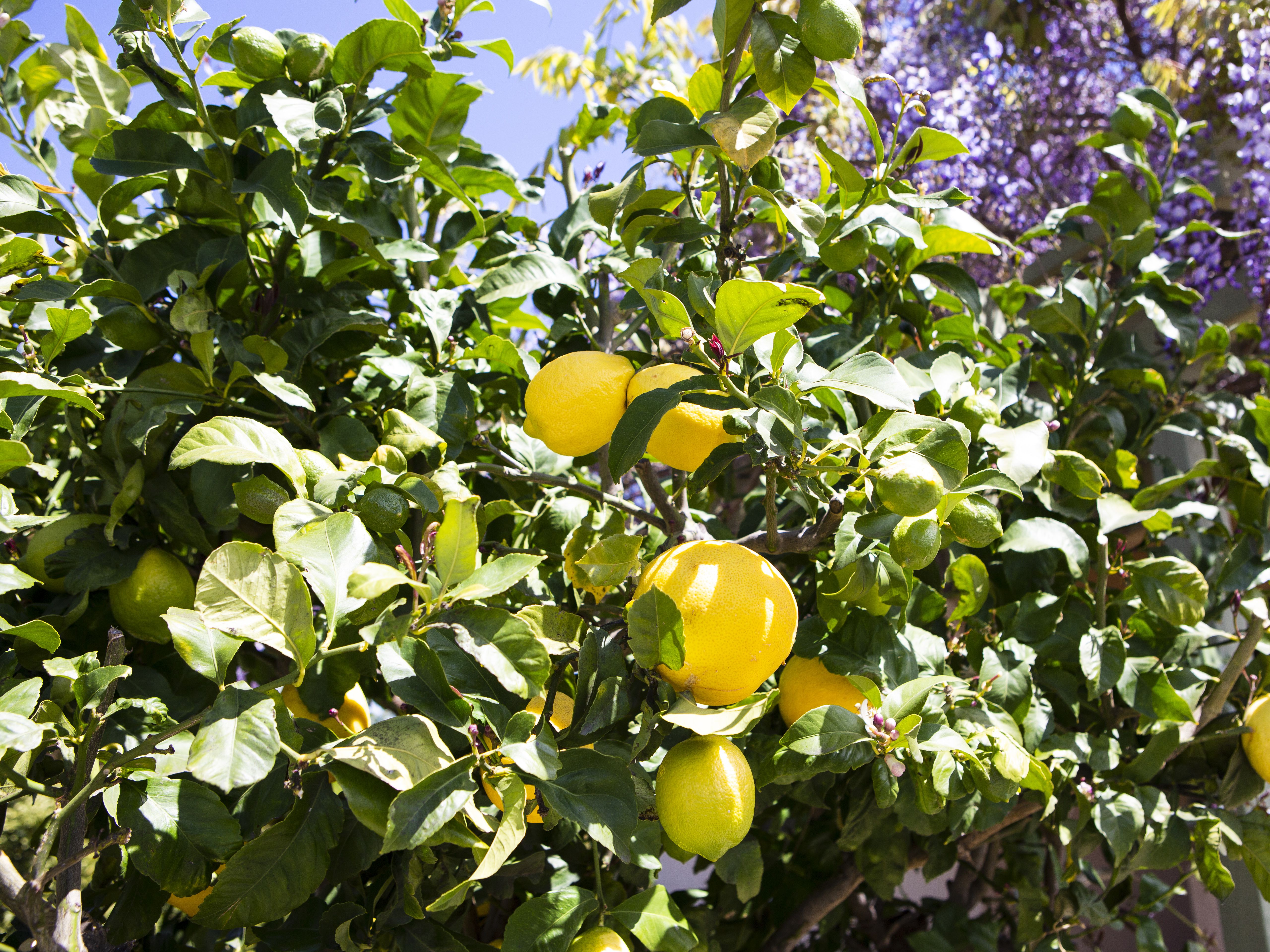 Лимонное дерево Астара
