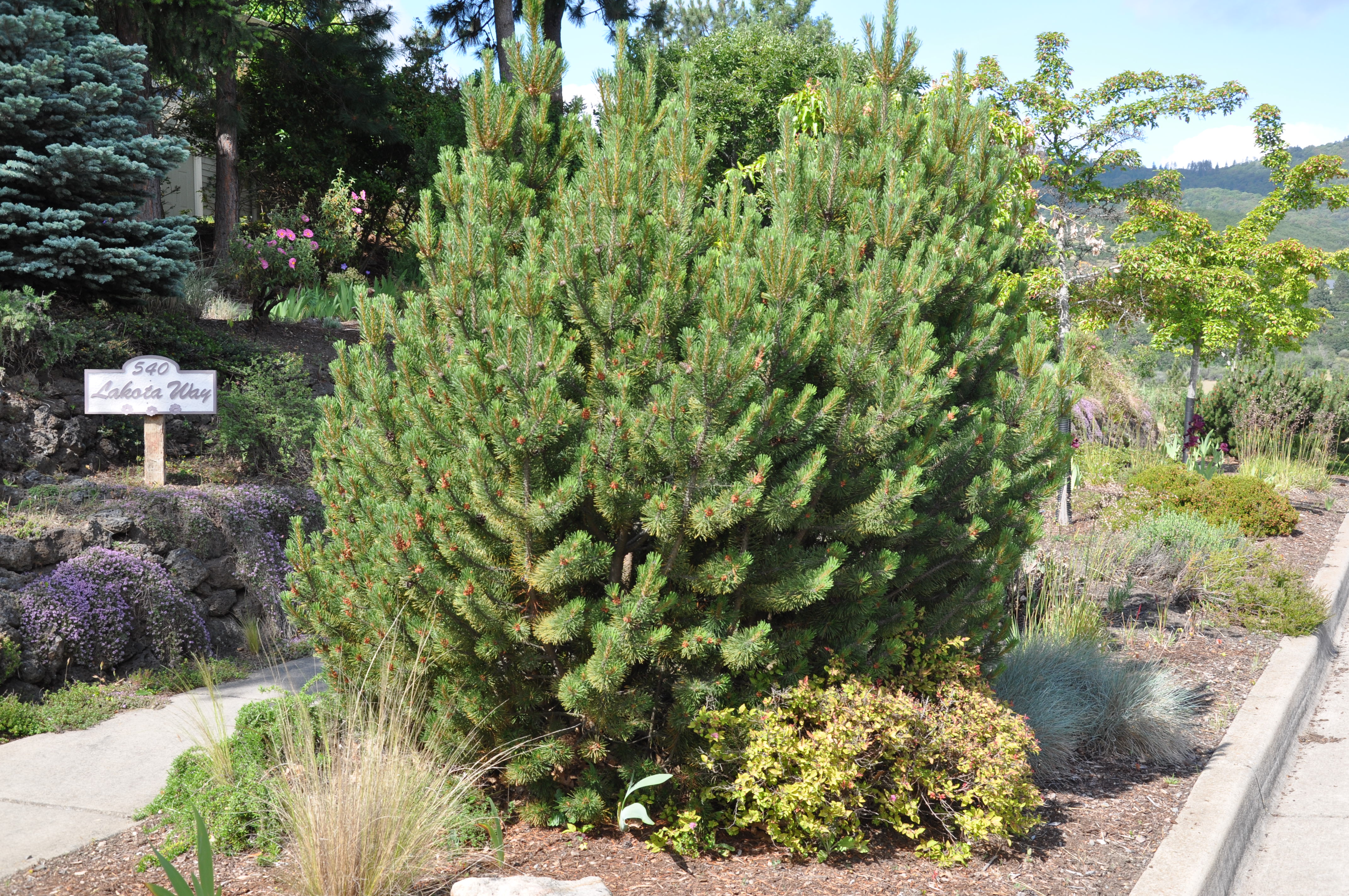 Pinus nigra Rondello