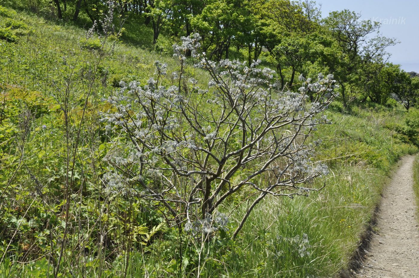 Чернодуб дерево Приморский край
