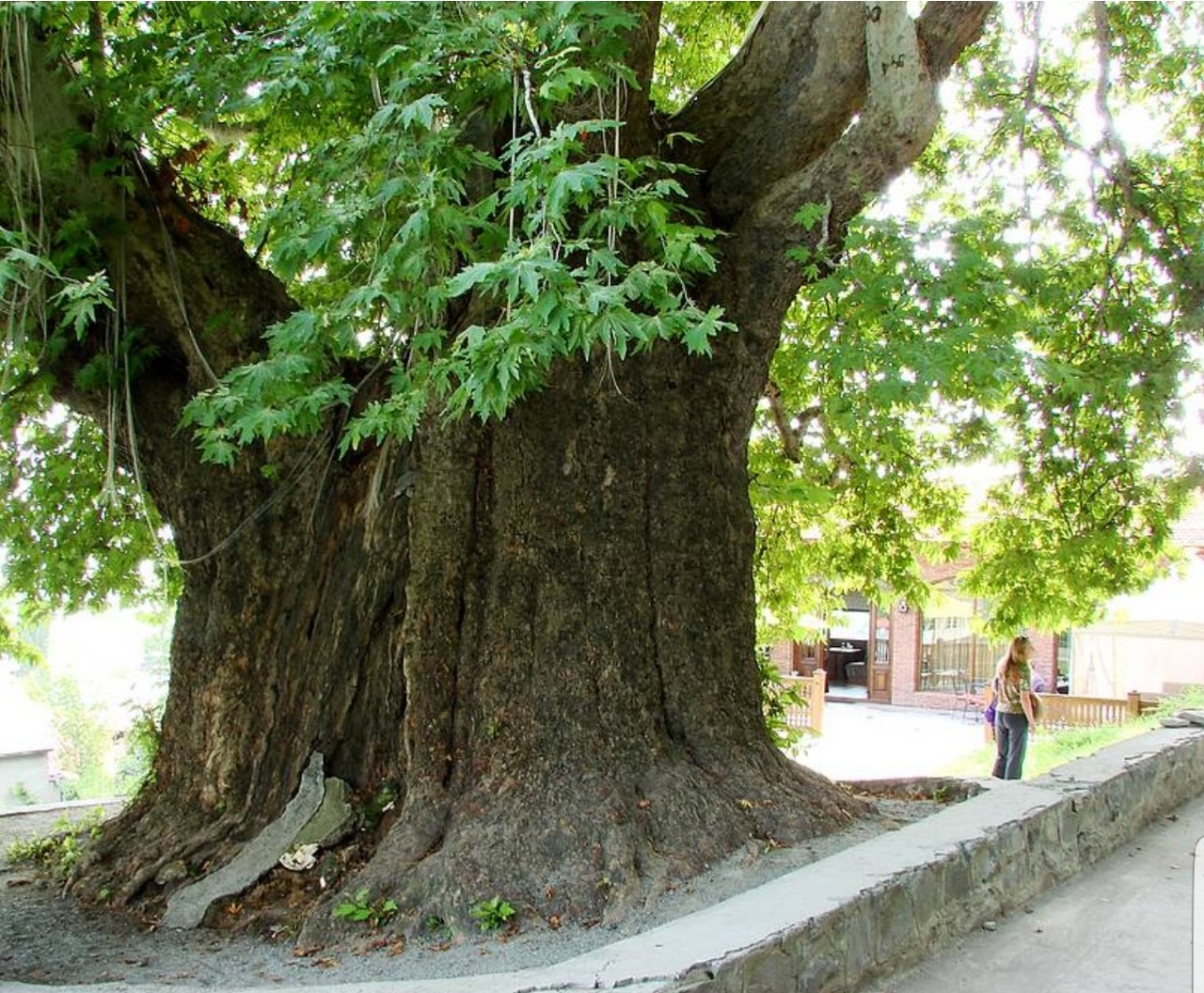 Древнее дерево Платан