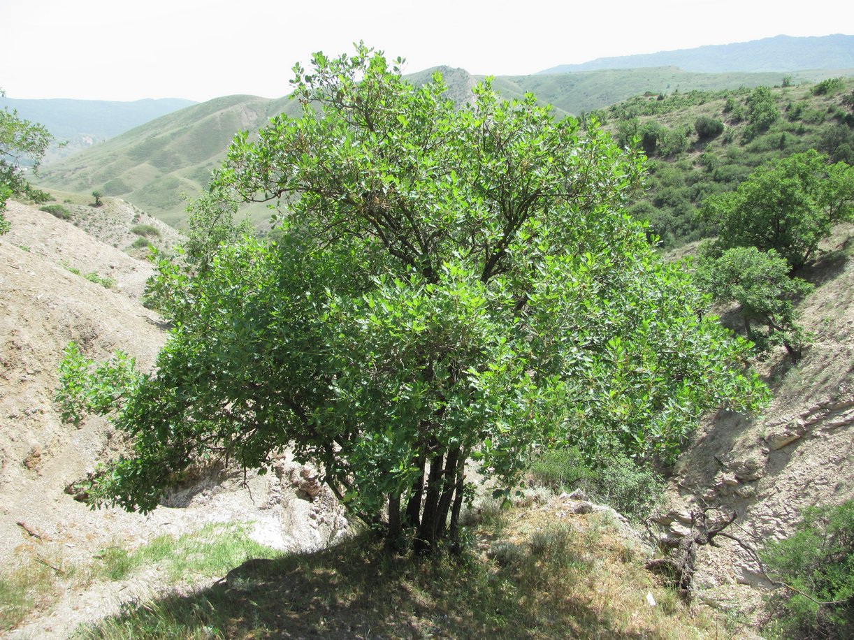 Деревья Дагестана