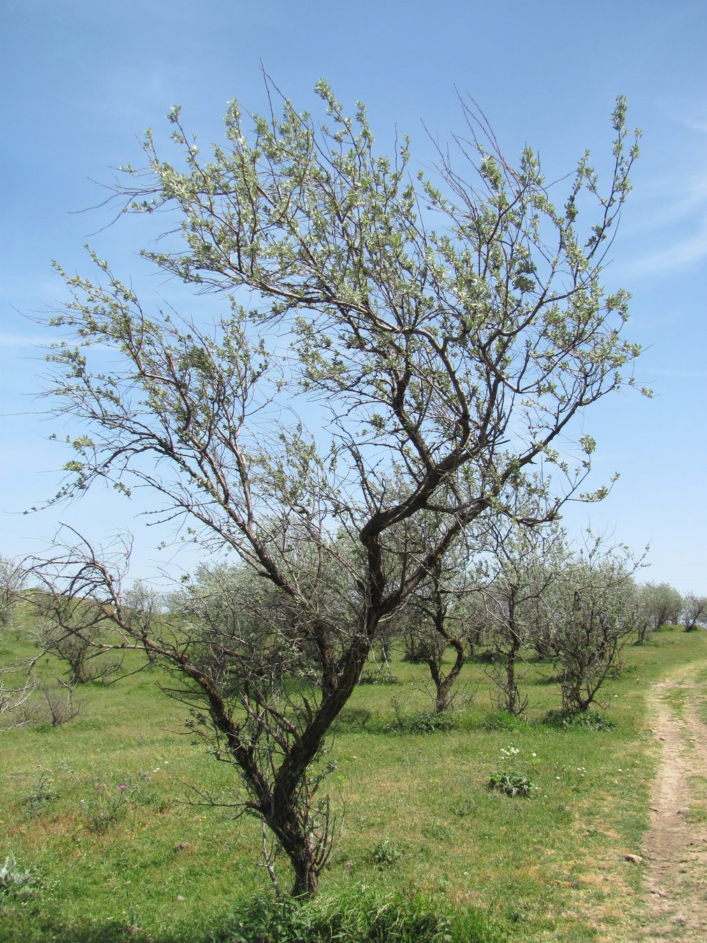 Чинардин дерево Дагестан