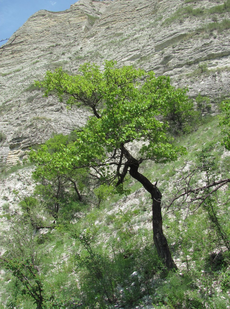 Акация дерево в Дагестане