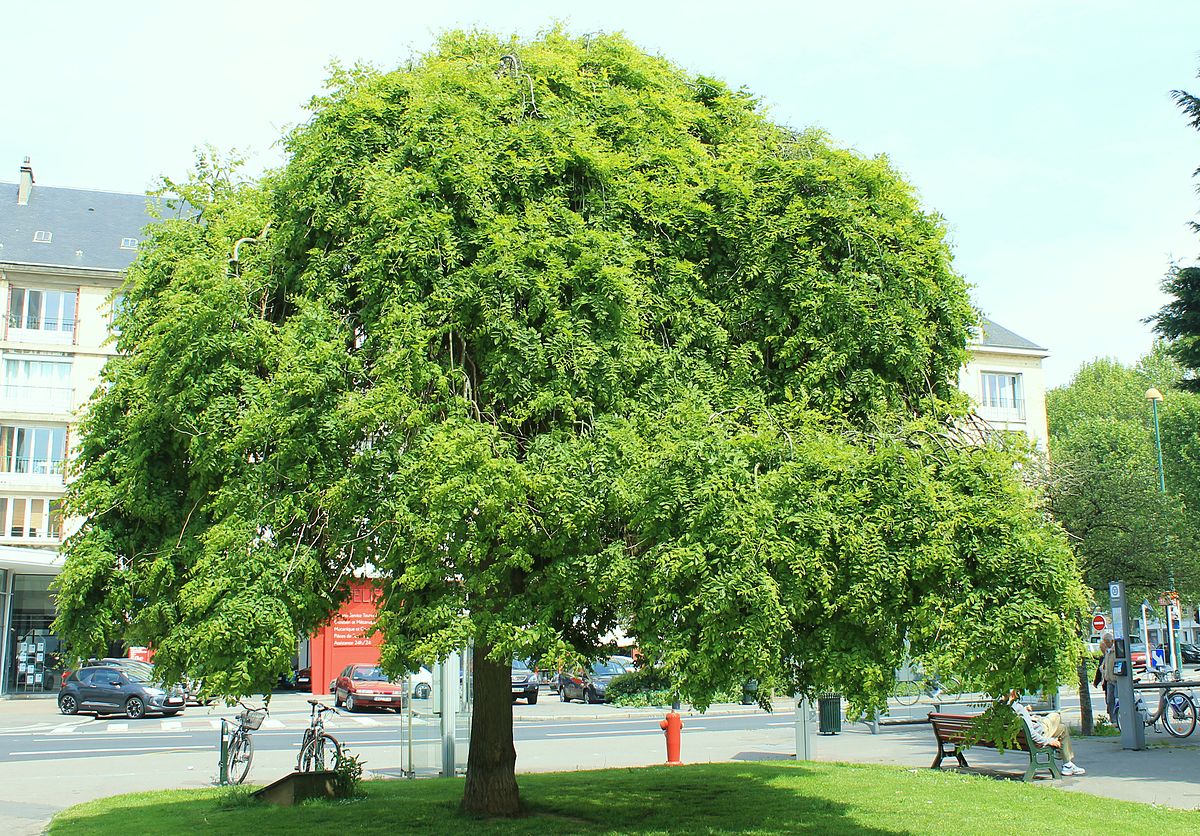 Софора дерево