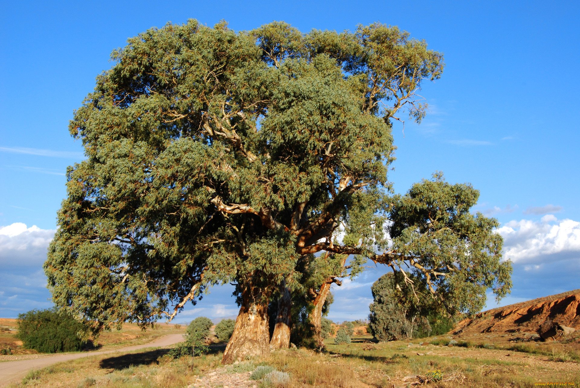Эвкалипт дерево в Австралии