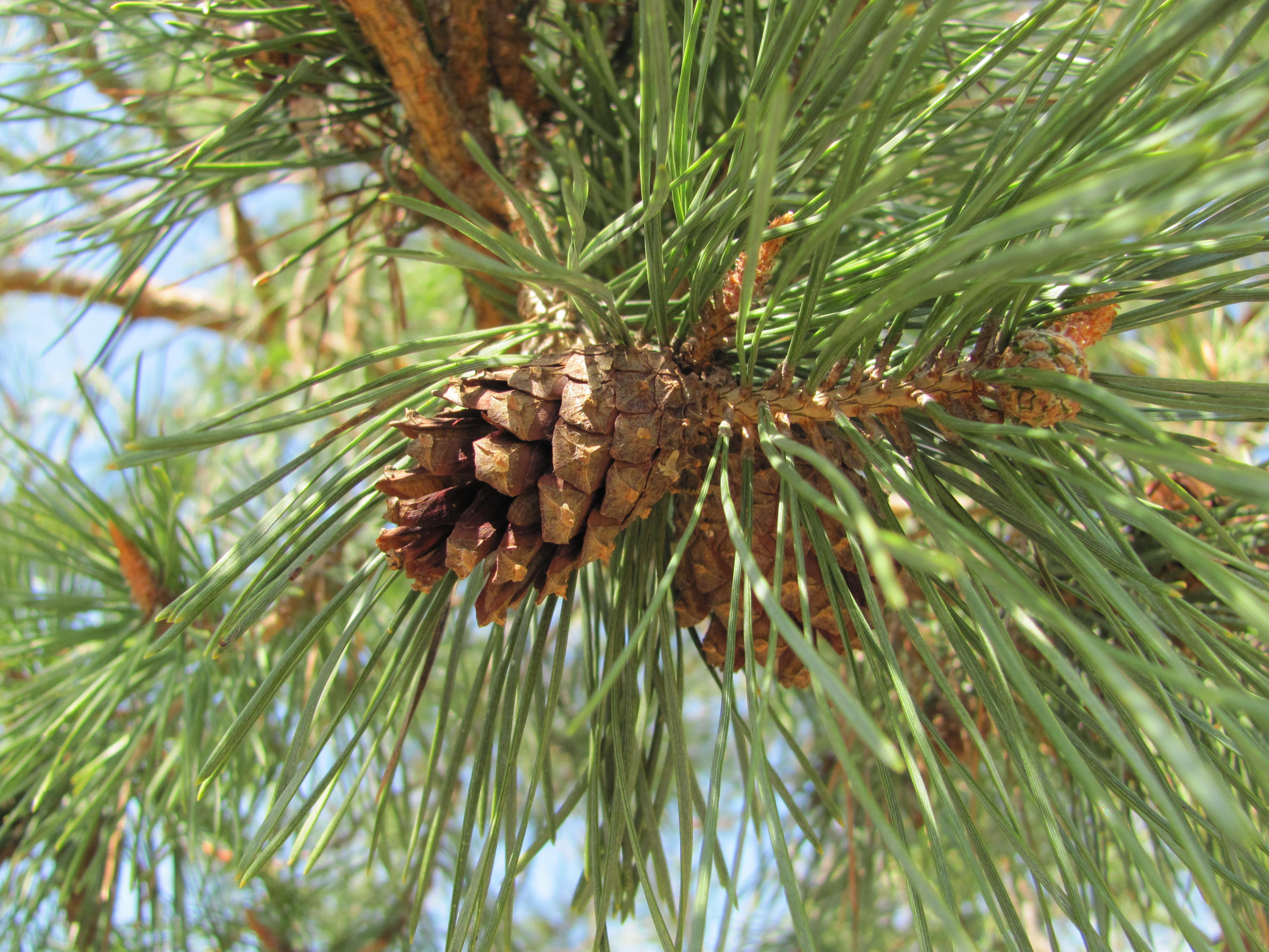 Pinus succinifera