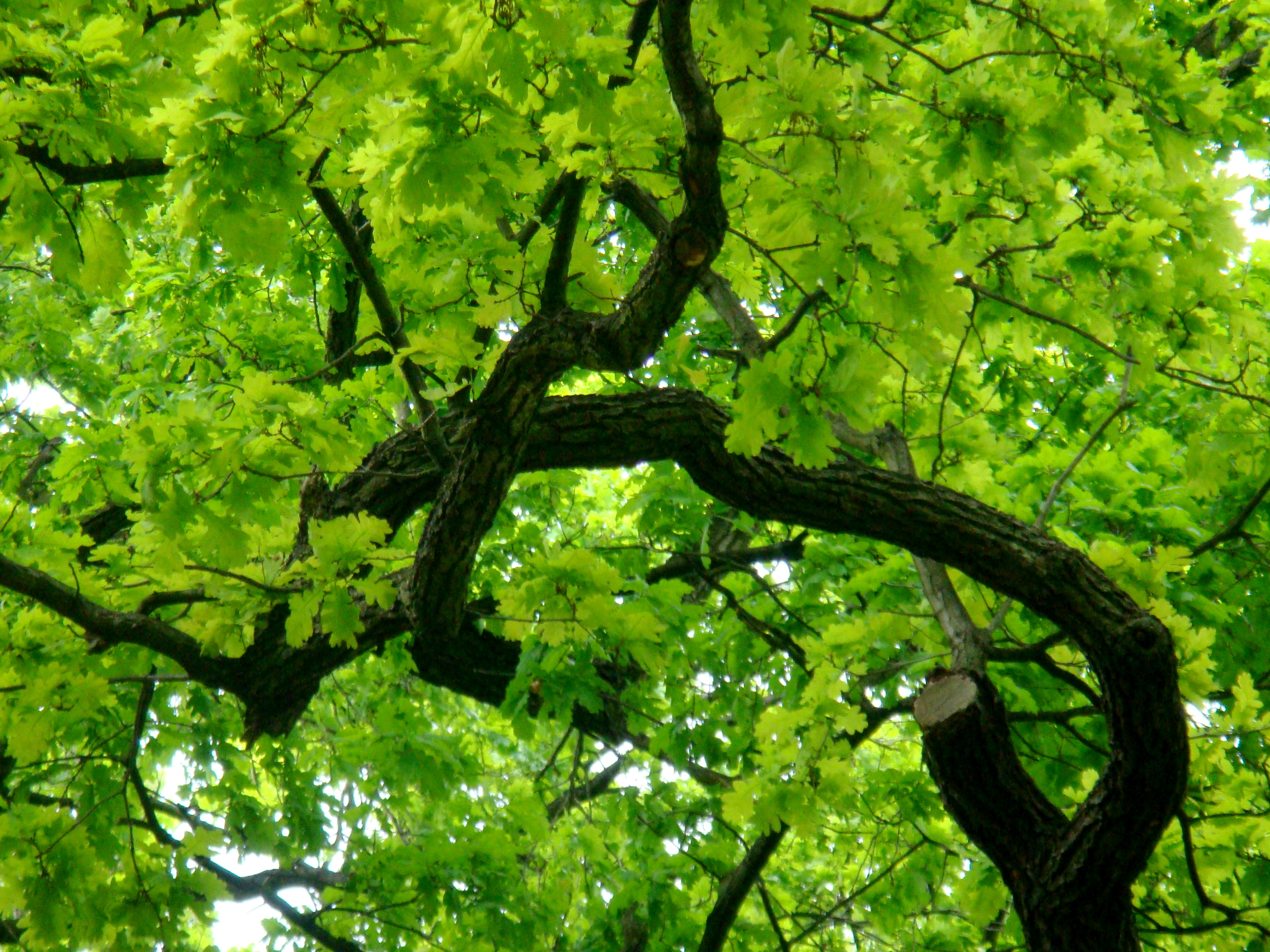 Дерево Зеленое
