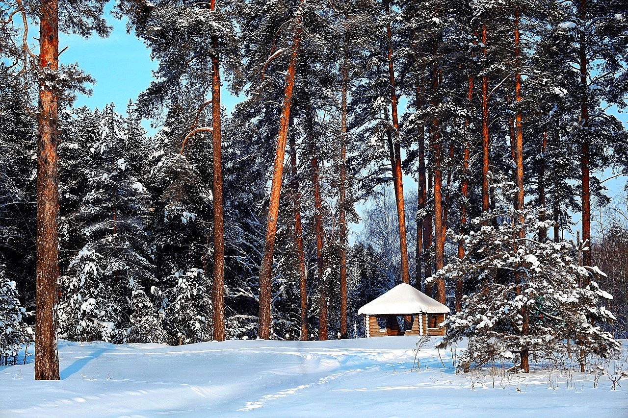 Зимний лес Солотча