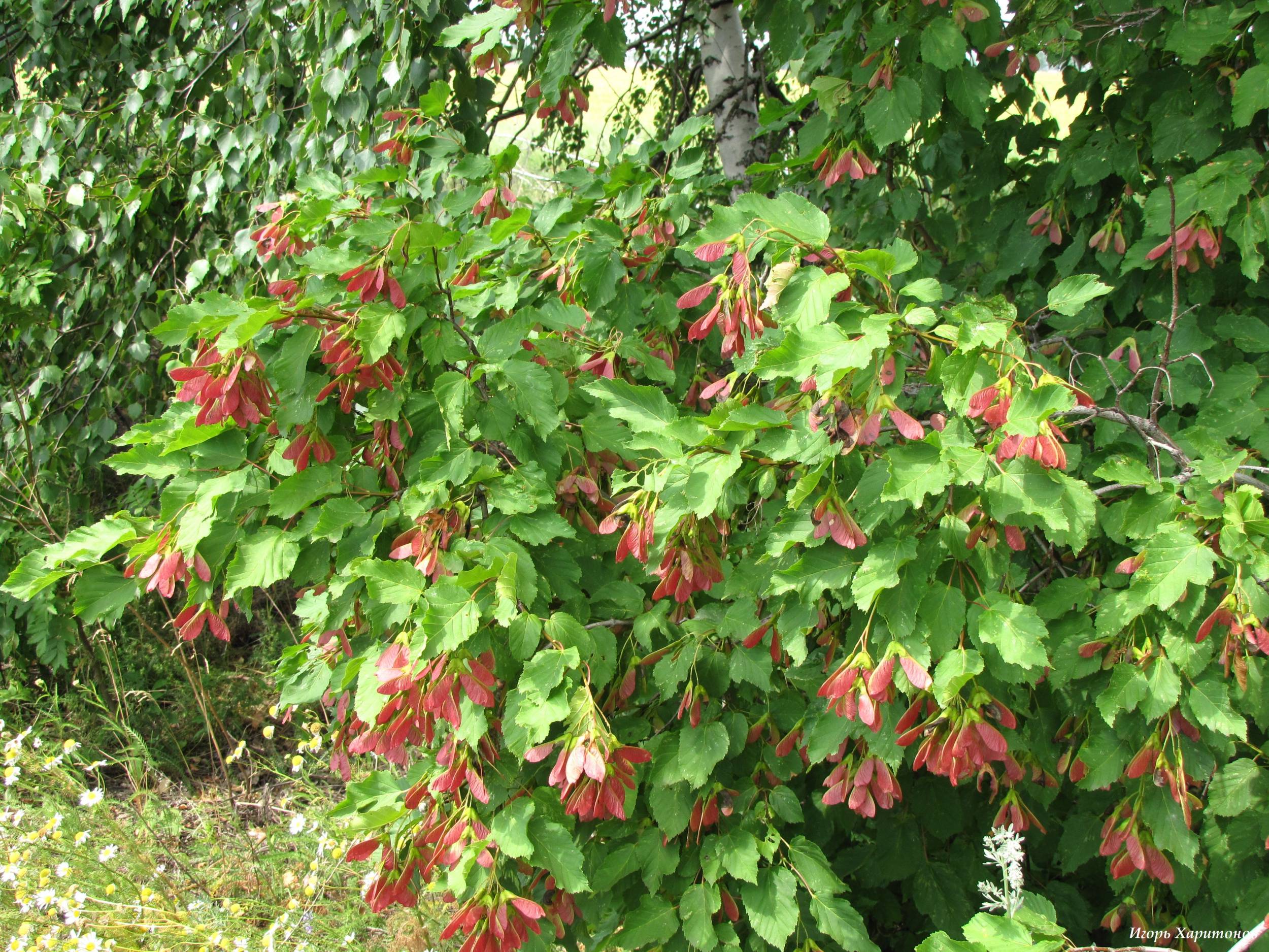 Клен татарский, черноклен (Acer tataricum)