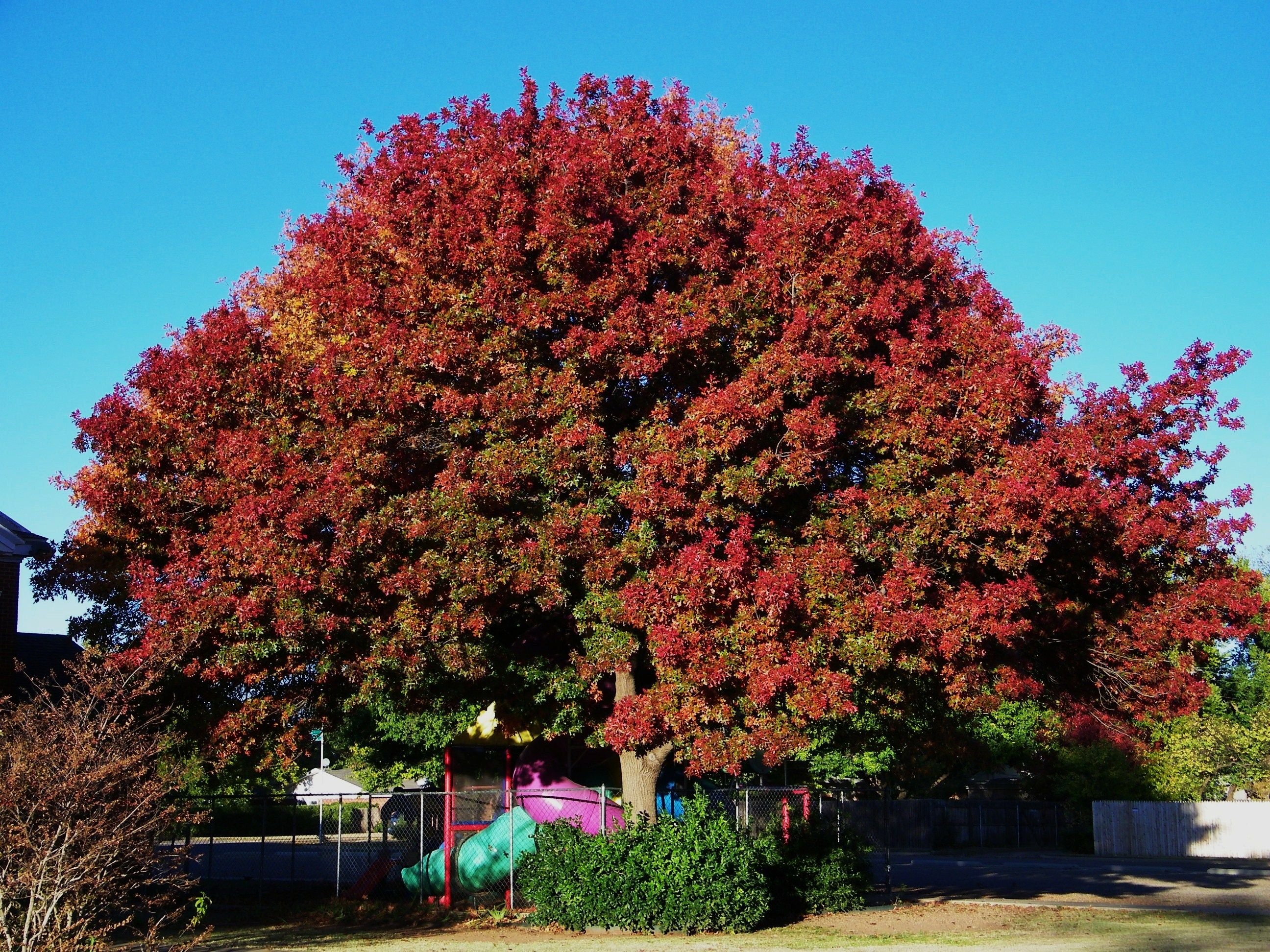 Дуб красный Quercus rubra