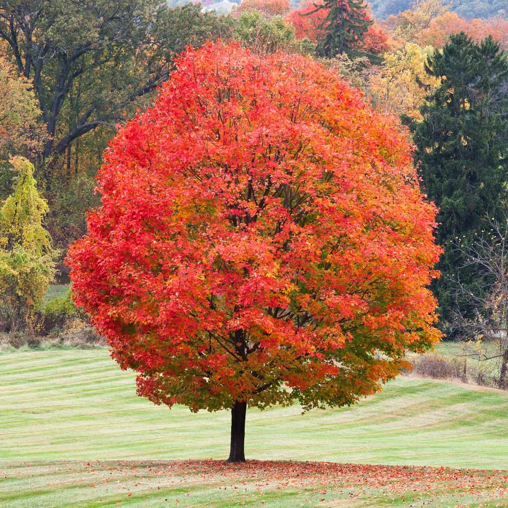 Клен сахарный — Acer Saccharum