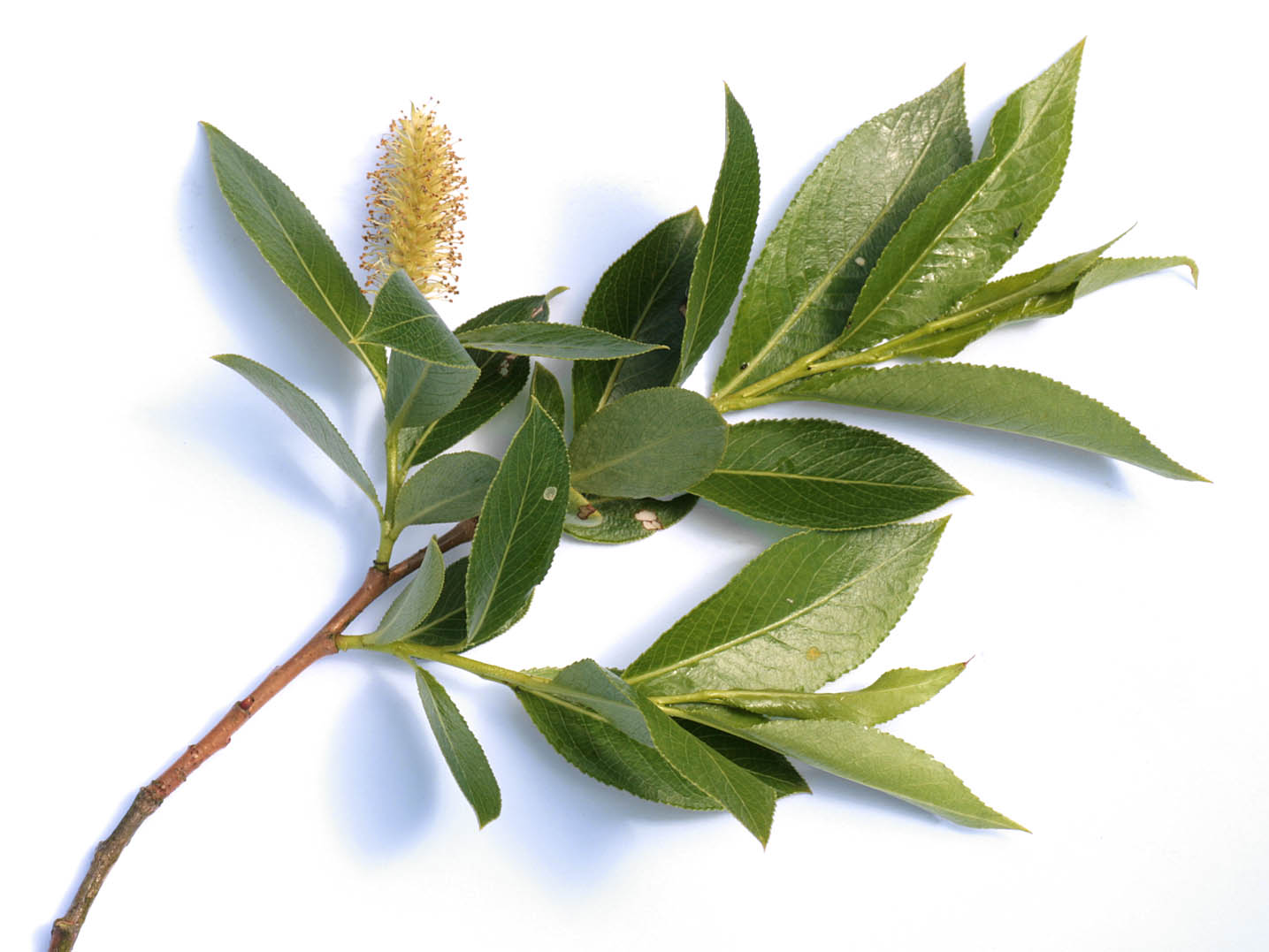 Salix tenuijulis