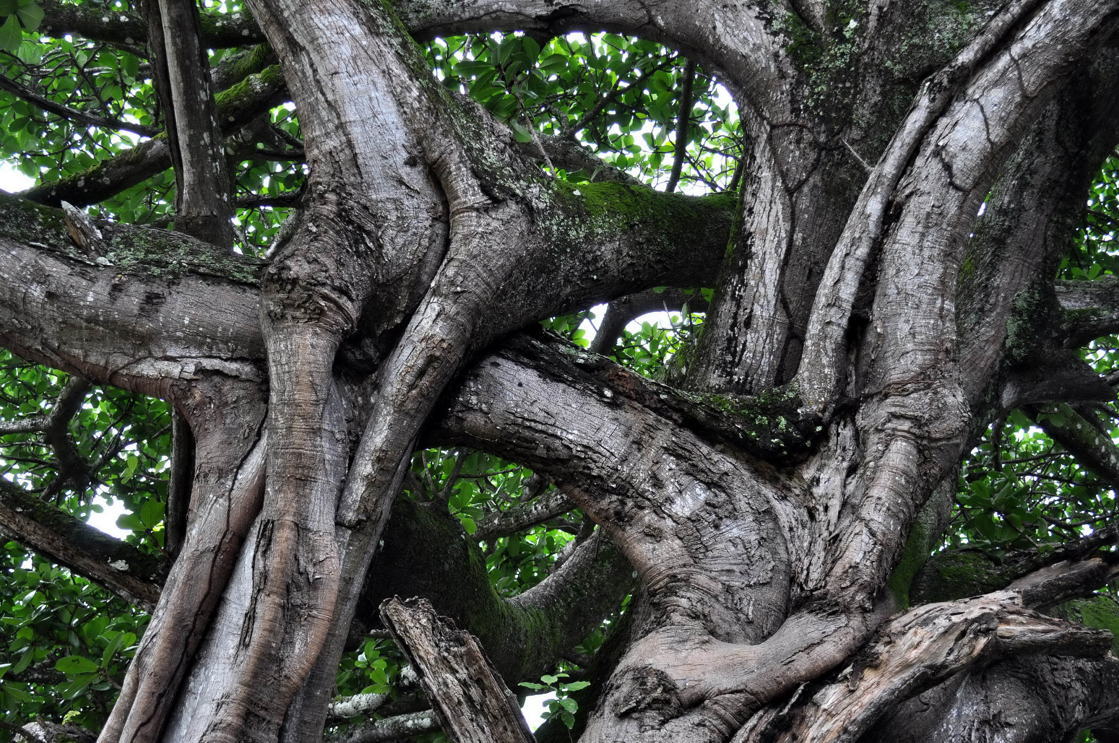 Крехимба дерево