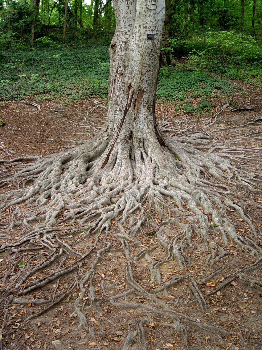 Малукба дерево