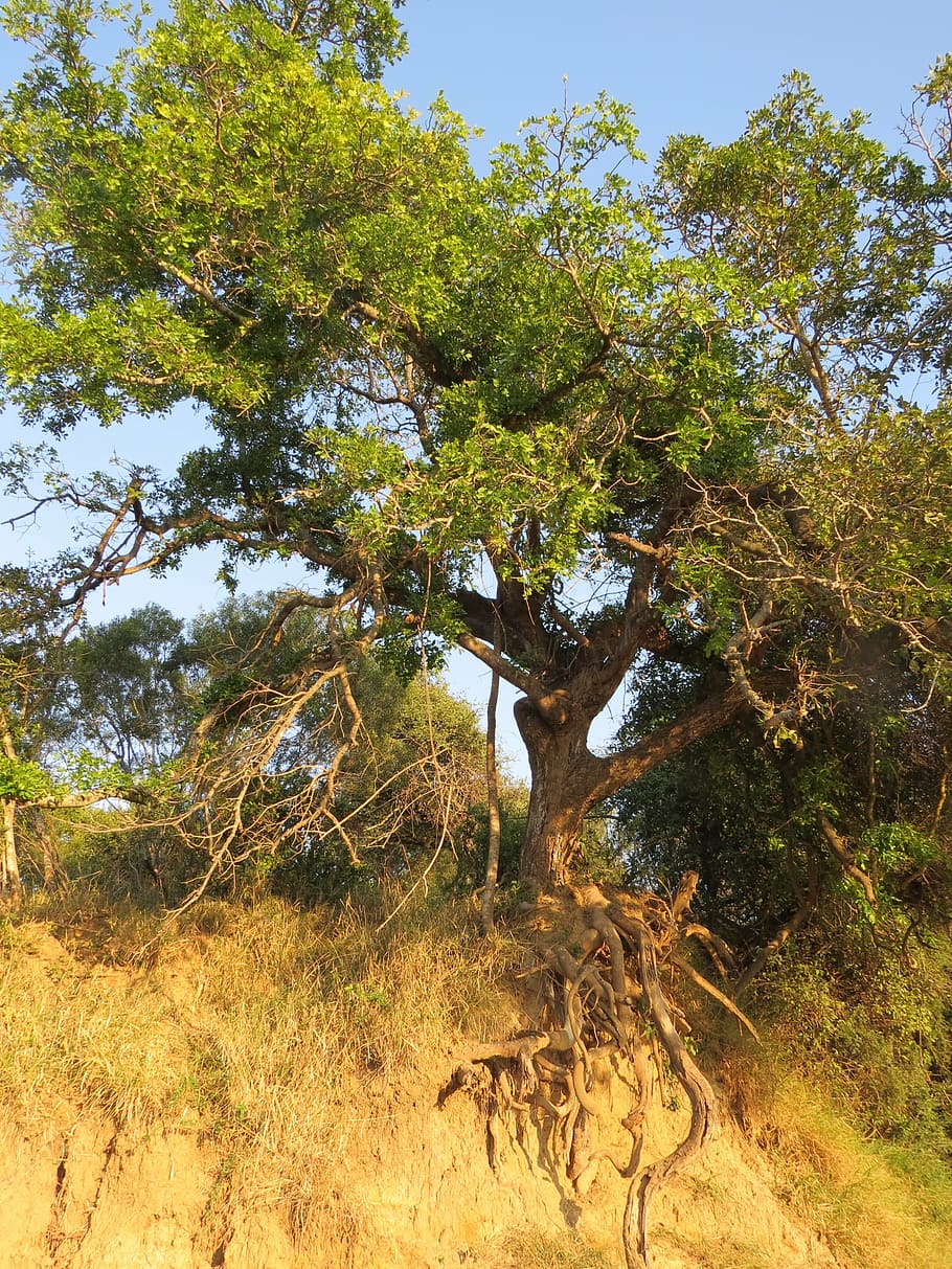 Дерево омбхалакхара