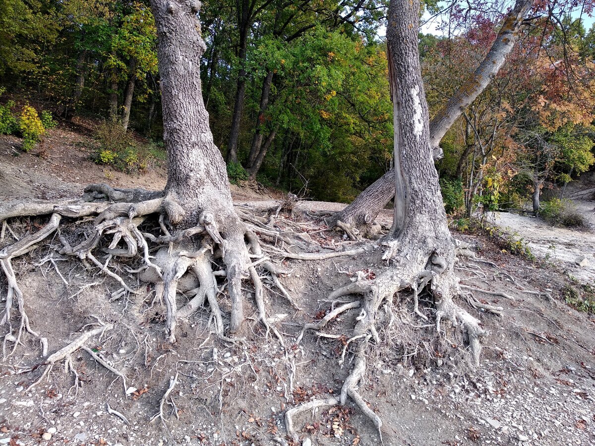 Бали корни дерева Ловина
