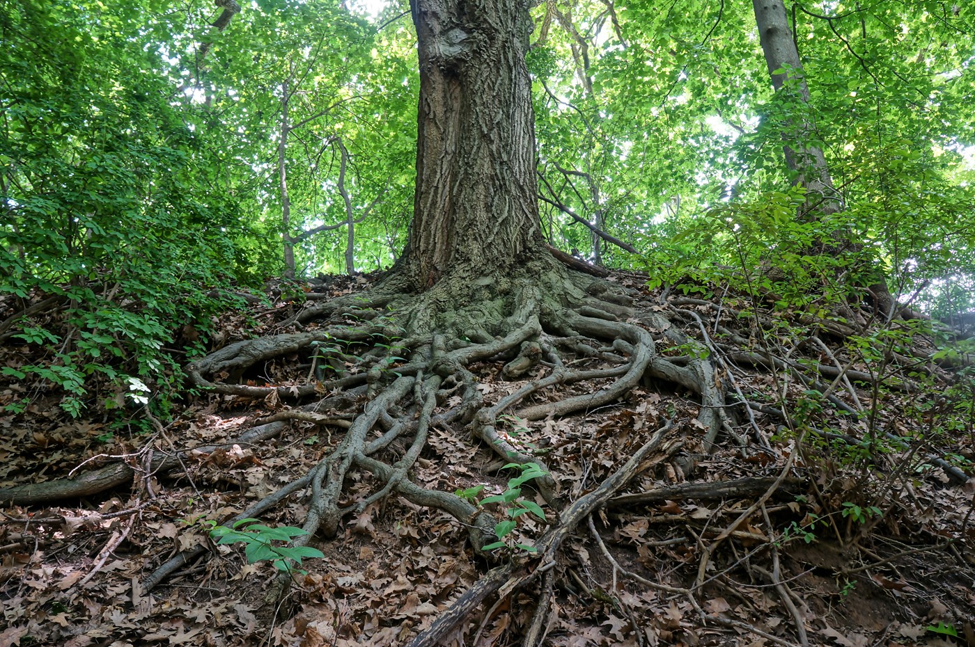 Остролистный дуб корни