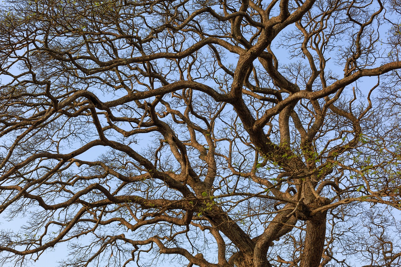 Сухое Дерево Фото