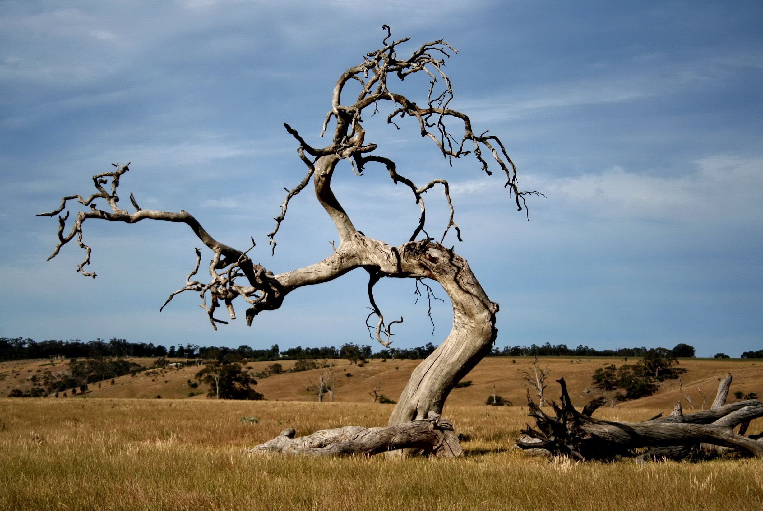 Сухое Дерево Фото