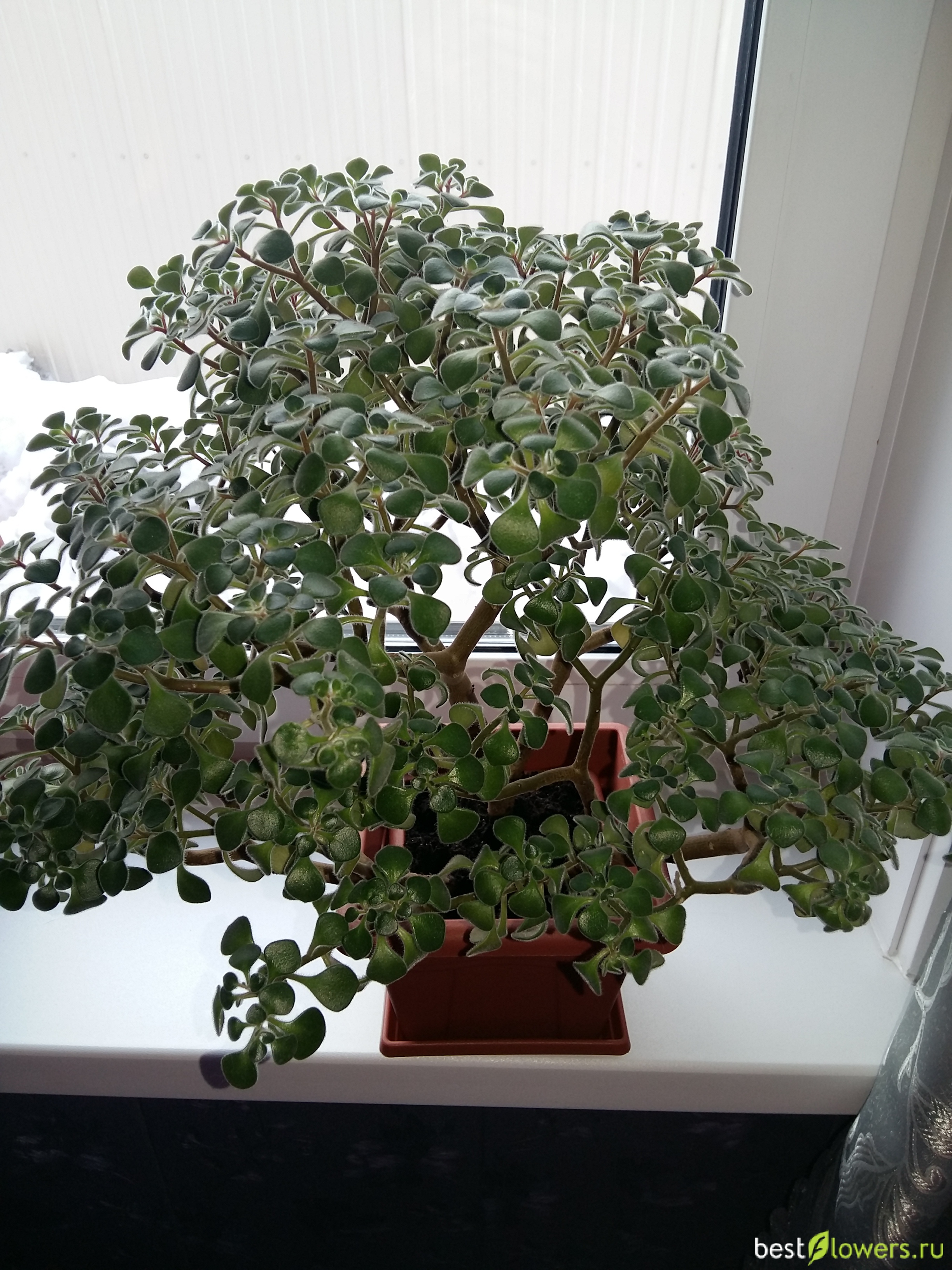 дерево любви комнатное растение фото