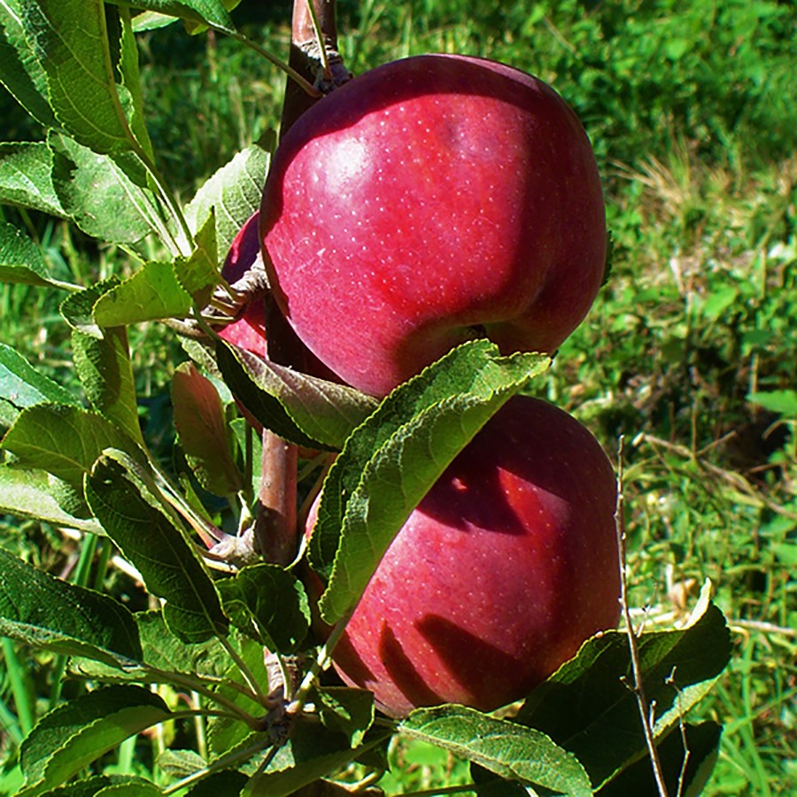 Сорт яблок богатырь