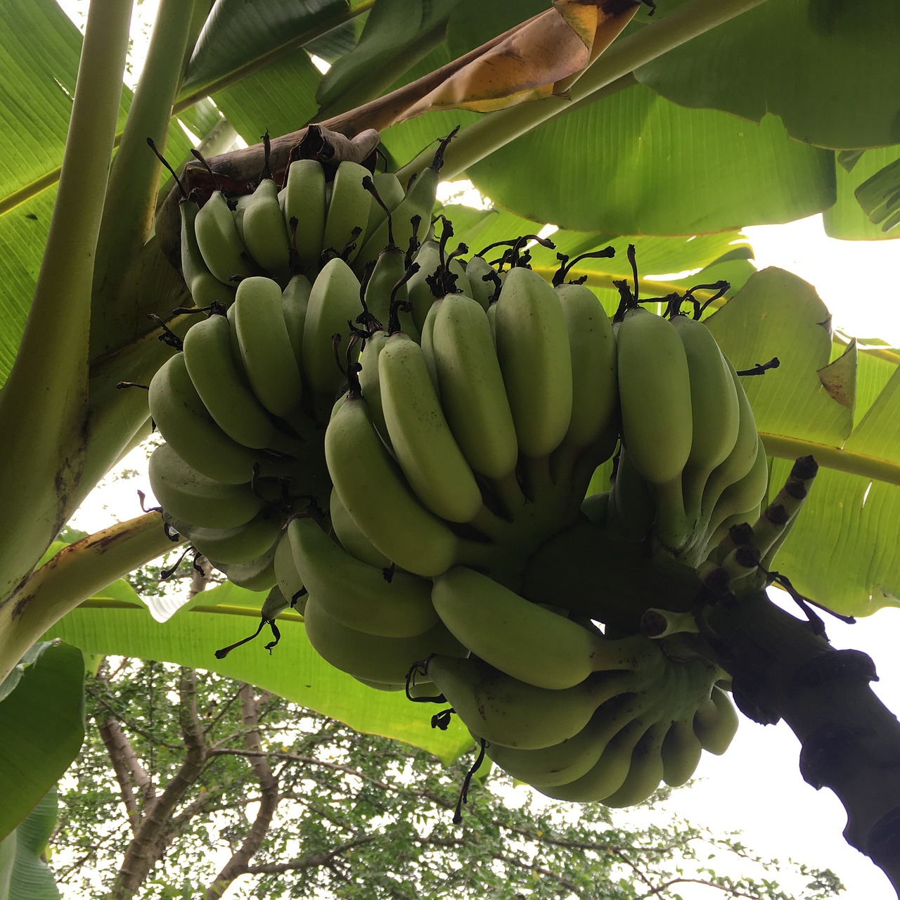 Высота бананового дерева