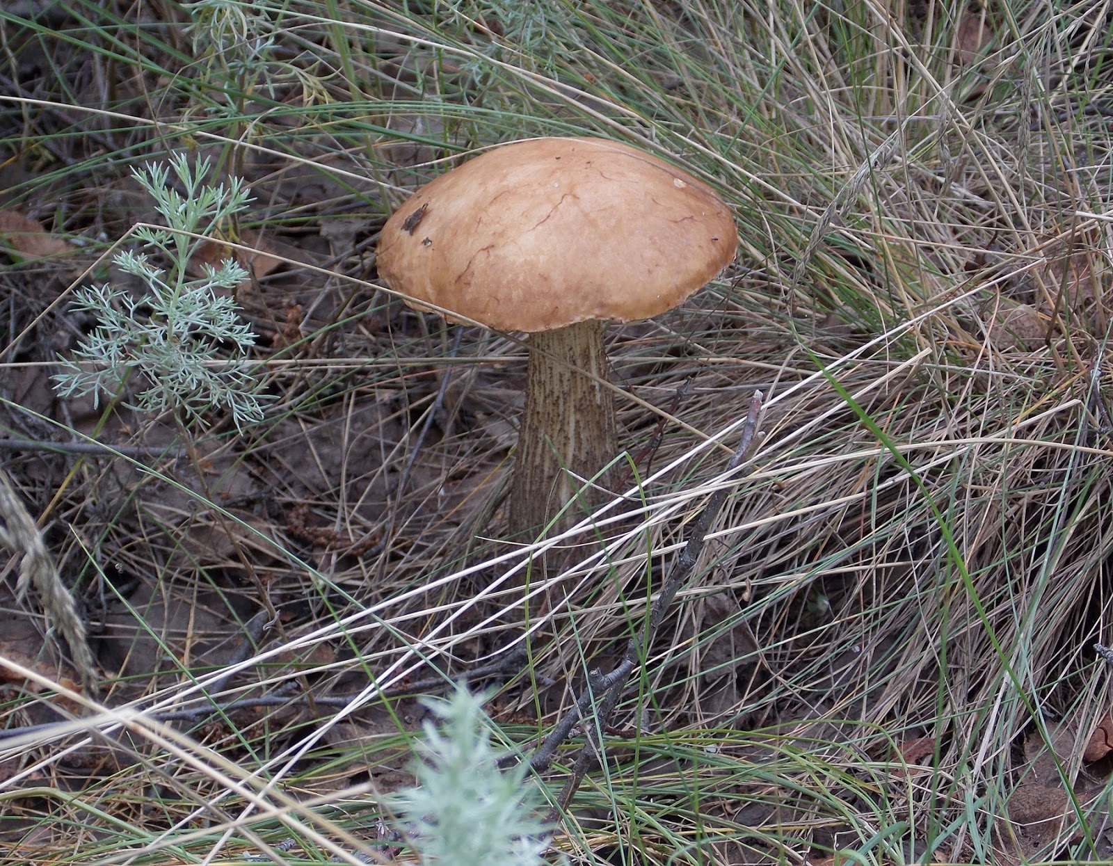 Коричневые грибы под березами
