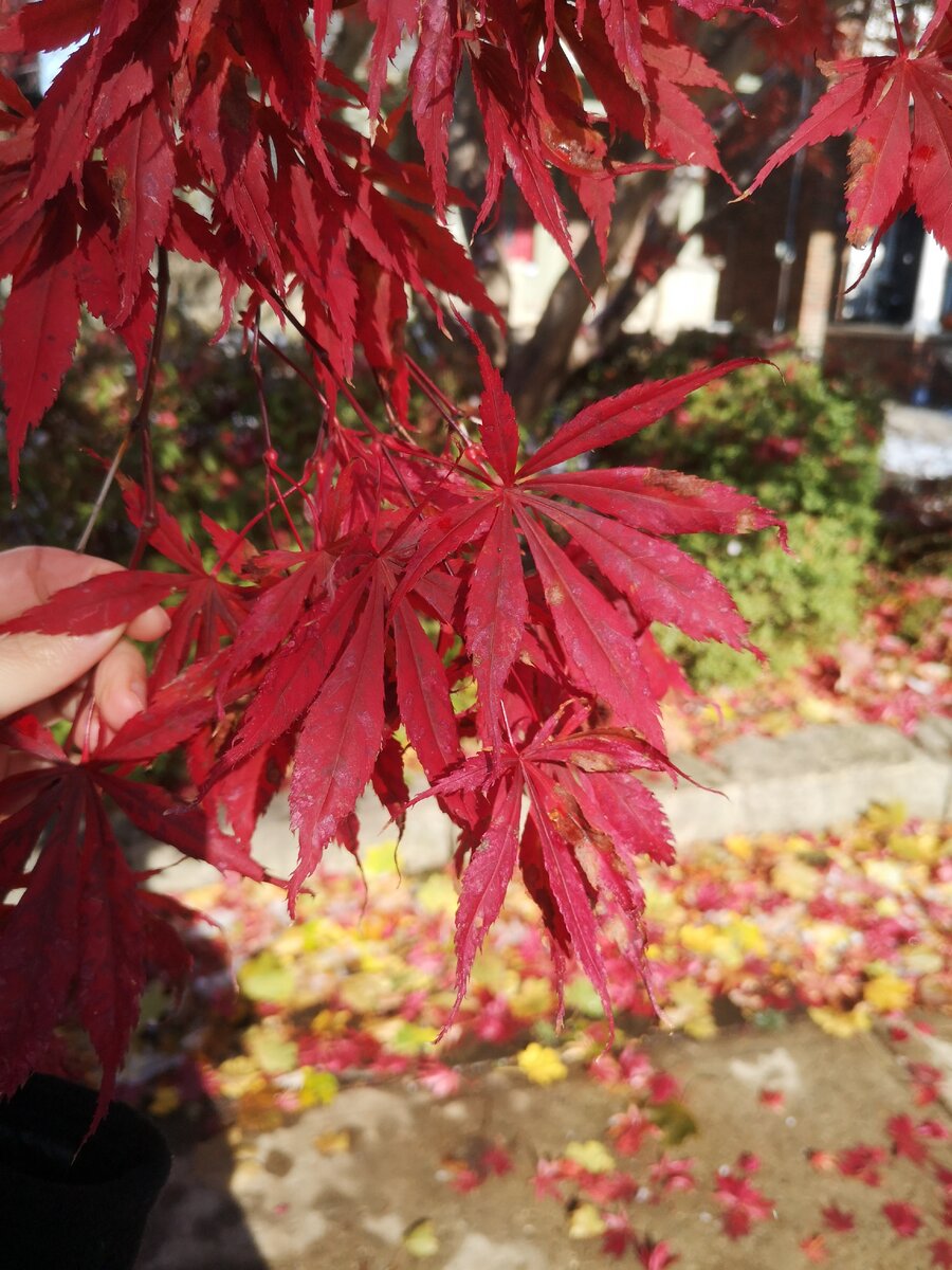 клен с красными листьями название и фото