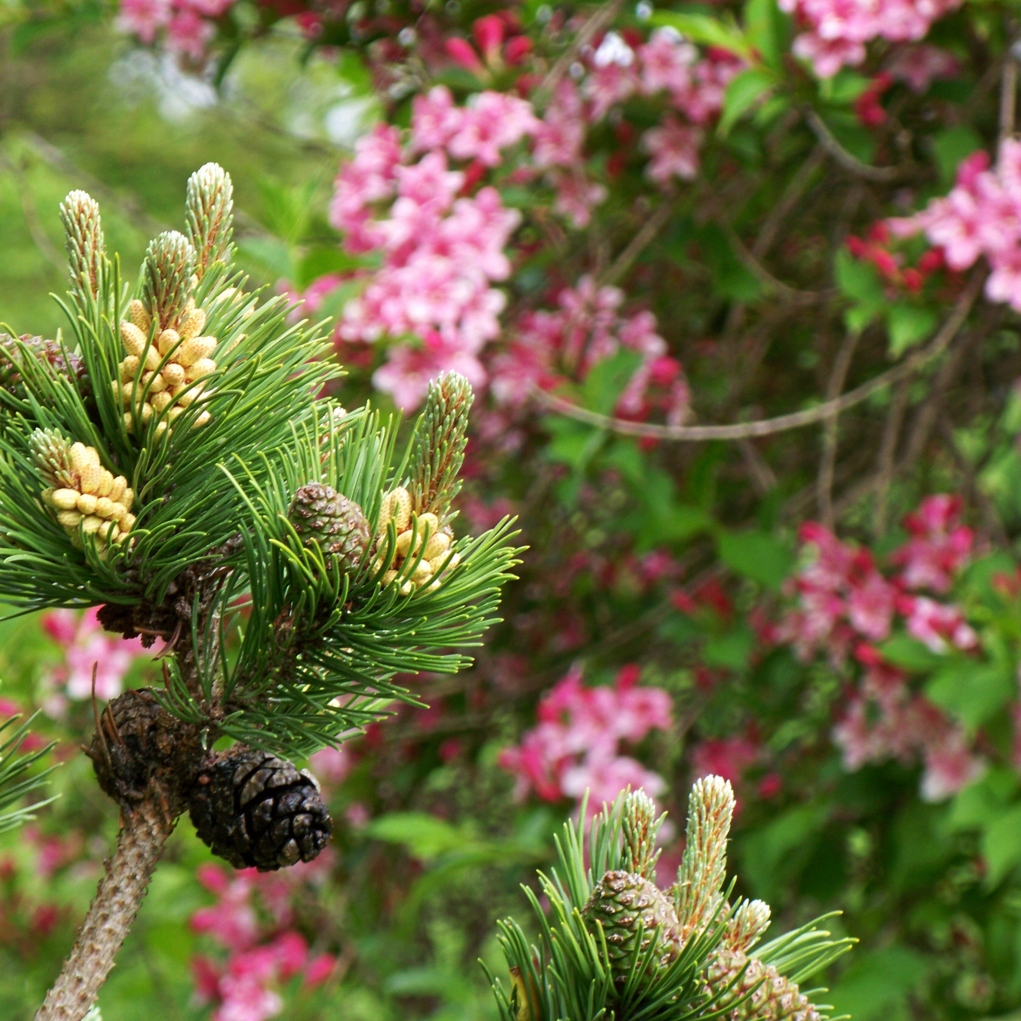 Сосна красная/смолистая (Pinus resinosa)