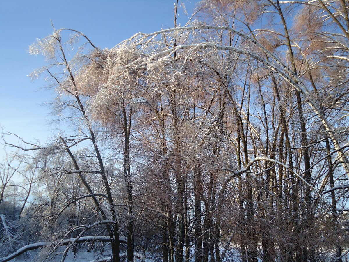 Деревья после ледяного дождя