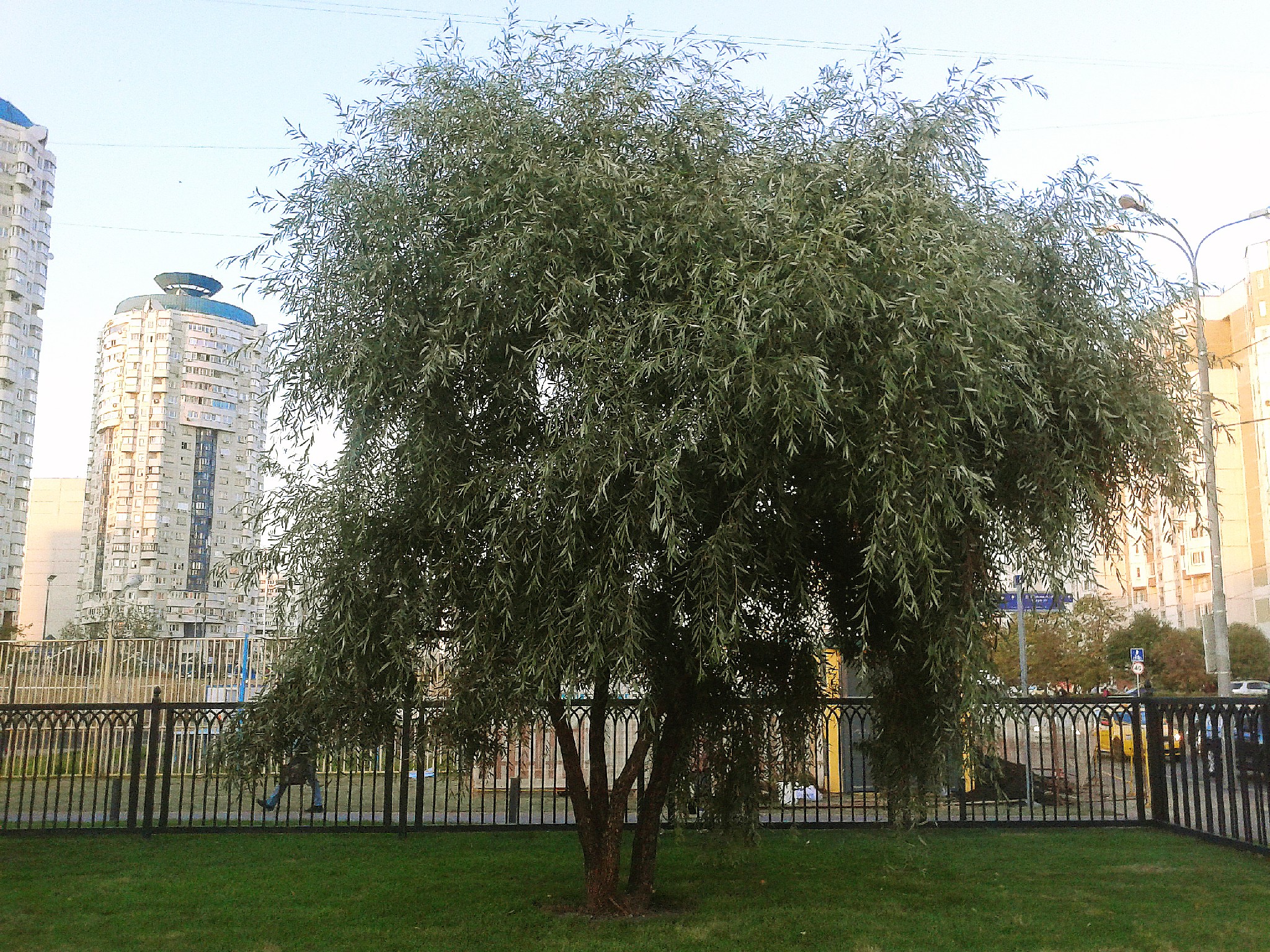 Ива ломкая (Salix fragilis), Ракита