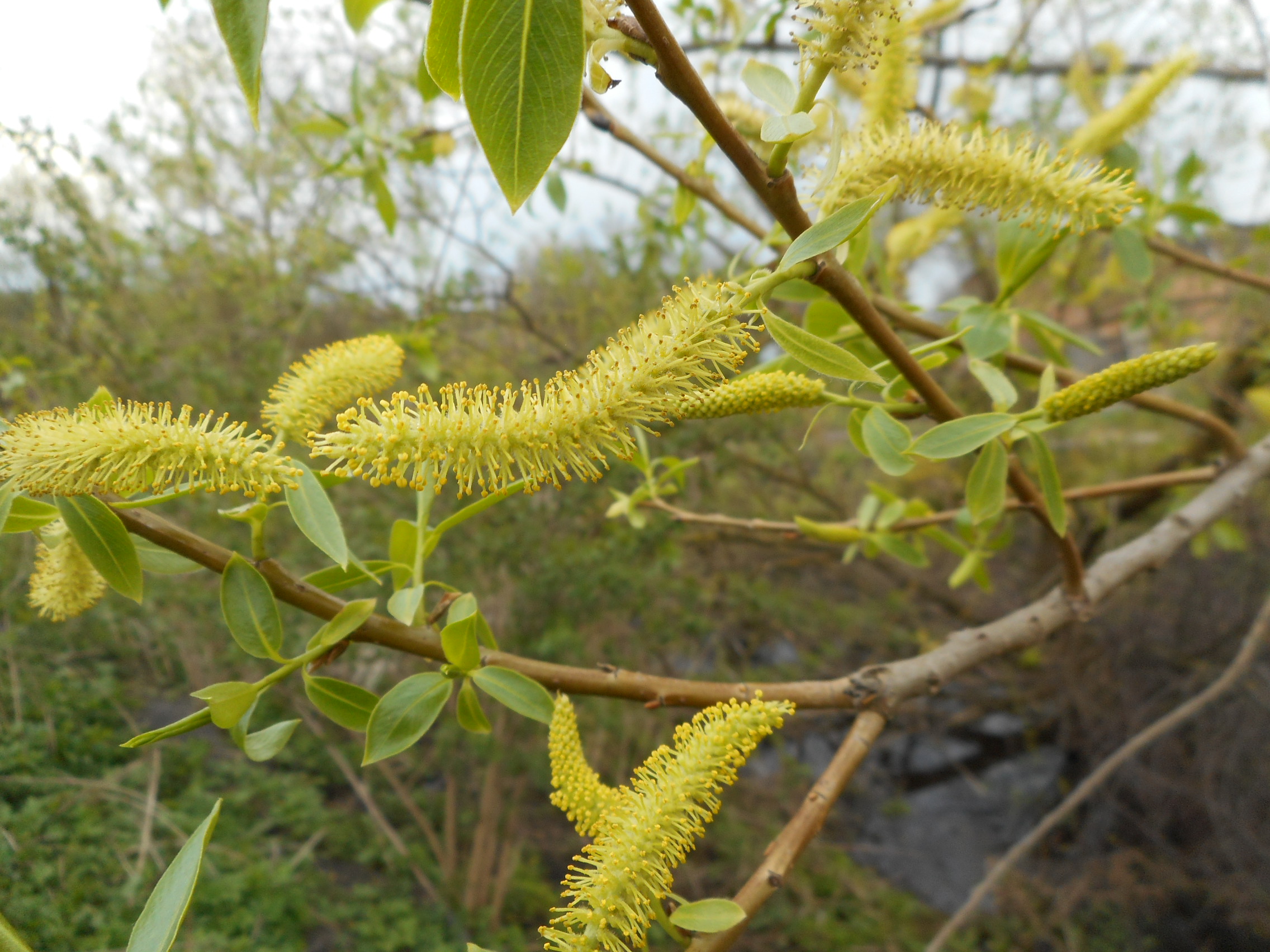 Ива ломкая Salix fragilis