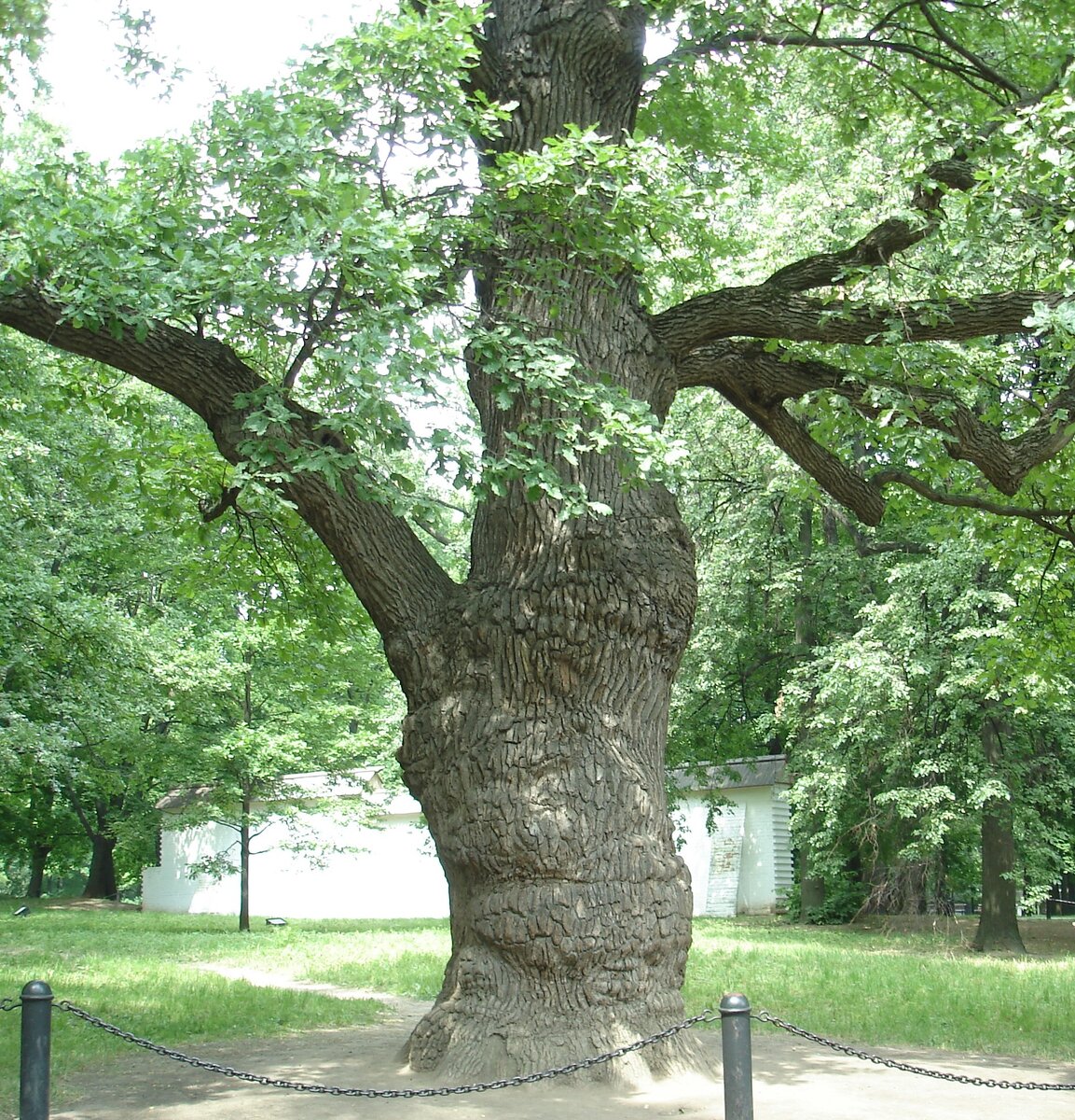 Петровский дуб в Коломенском