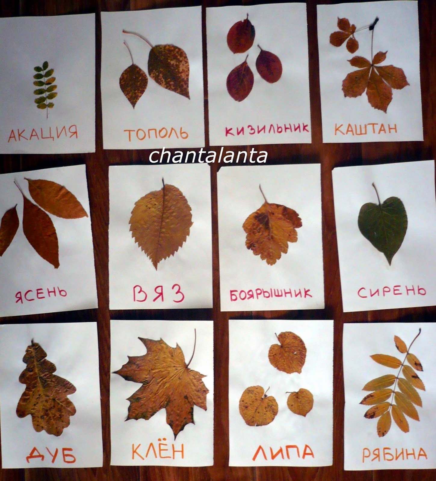 листья разных деревьев осенью картинки