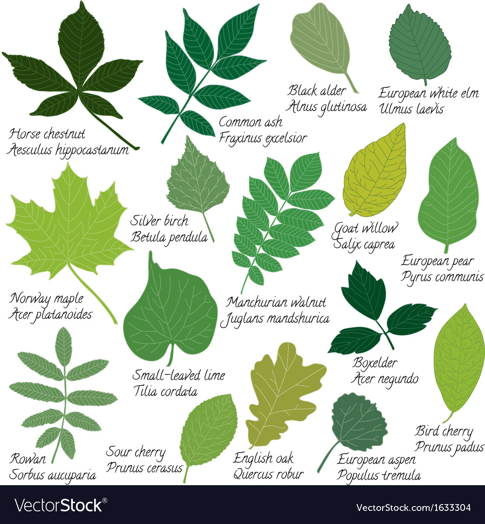 листья лиственных деревьев фото с названиями