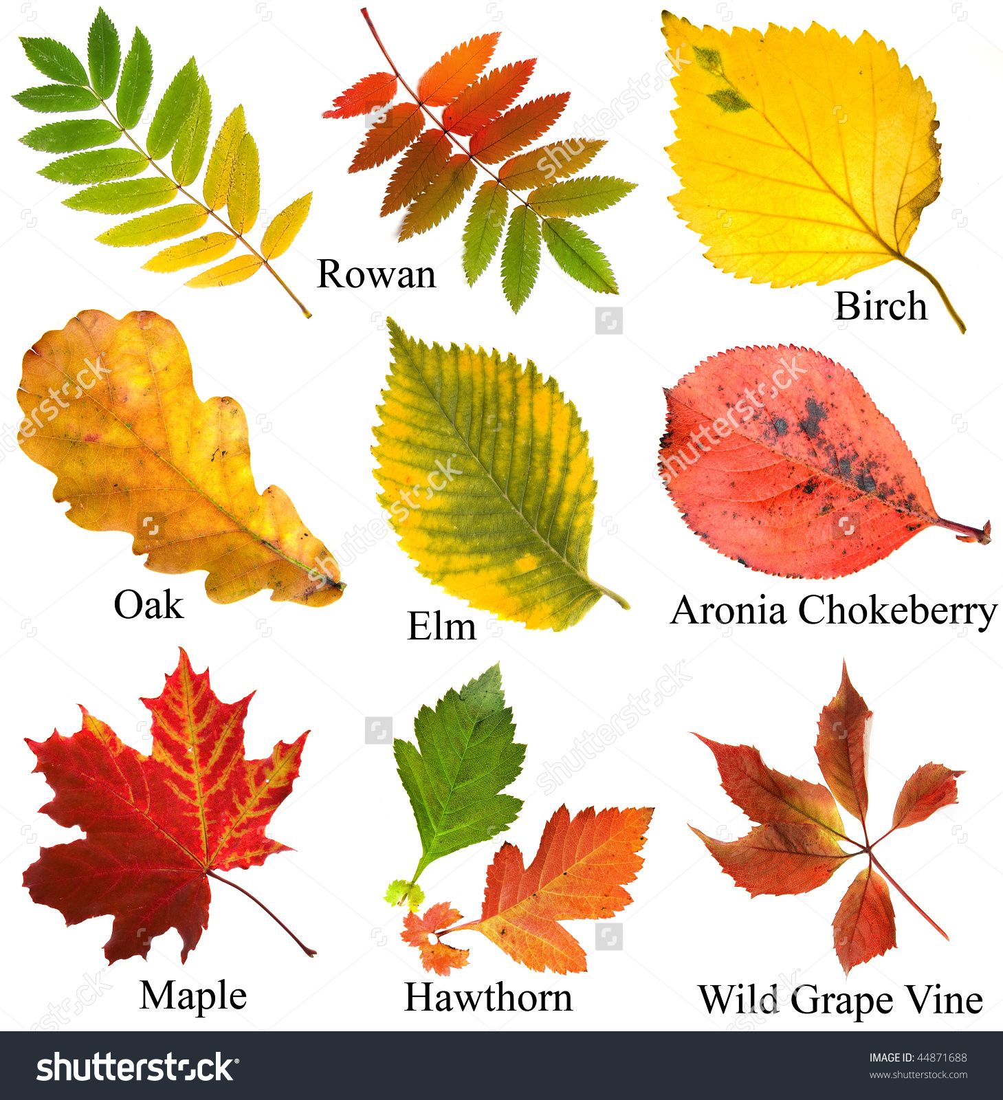 Осенние листья с названиями