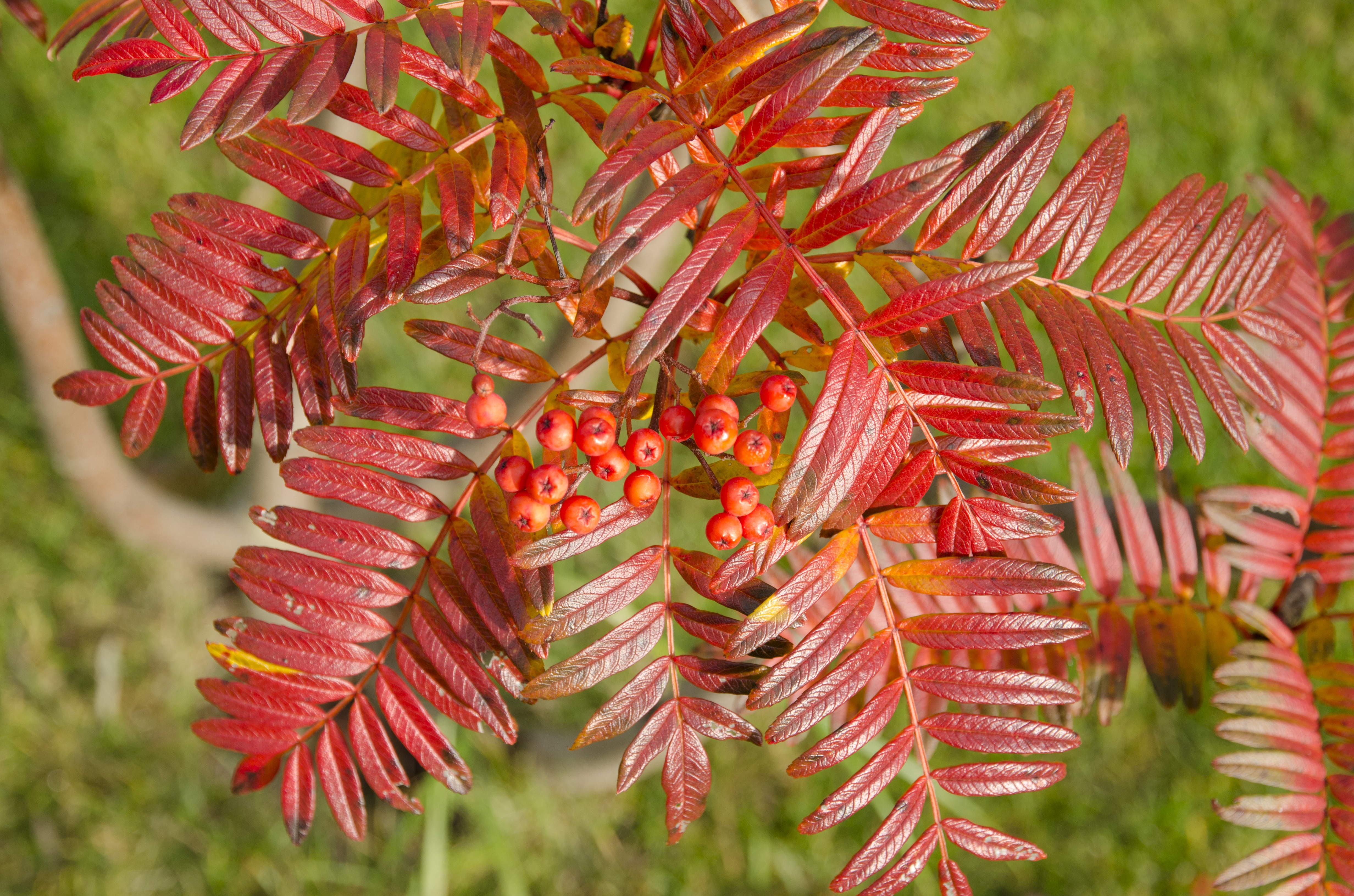 Рябина обыкновенная (Sorbus aucuparia) 'Asplenifolia'