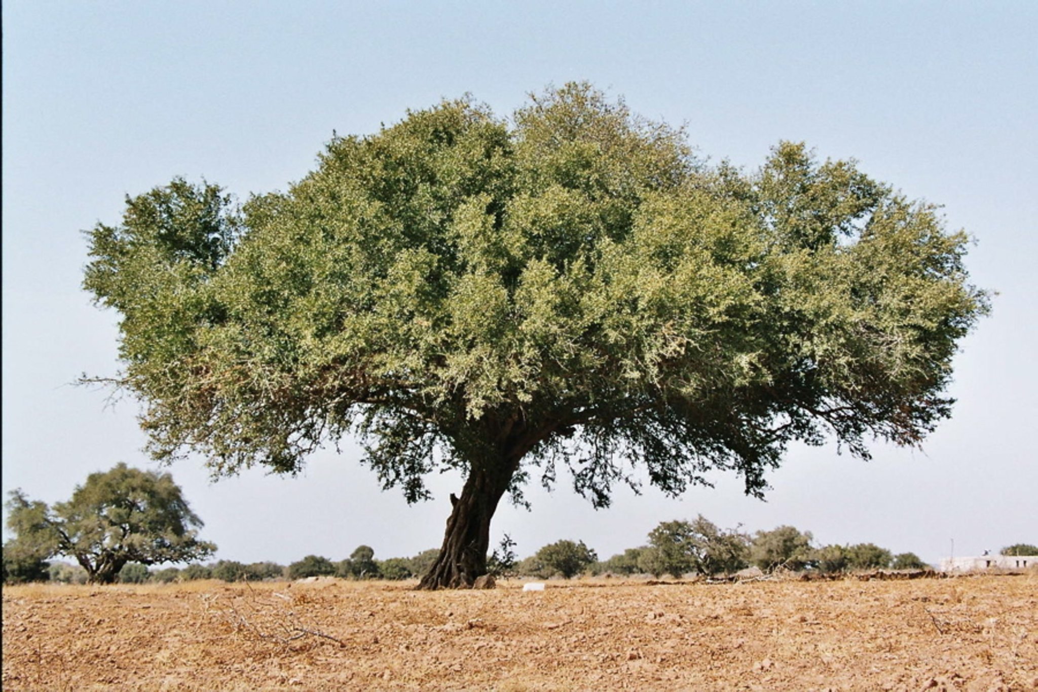 Дерево аргана Марокко