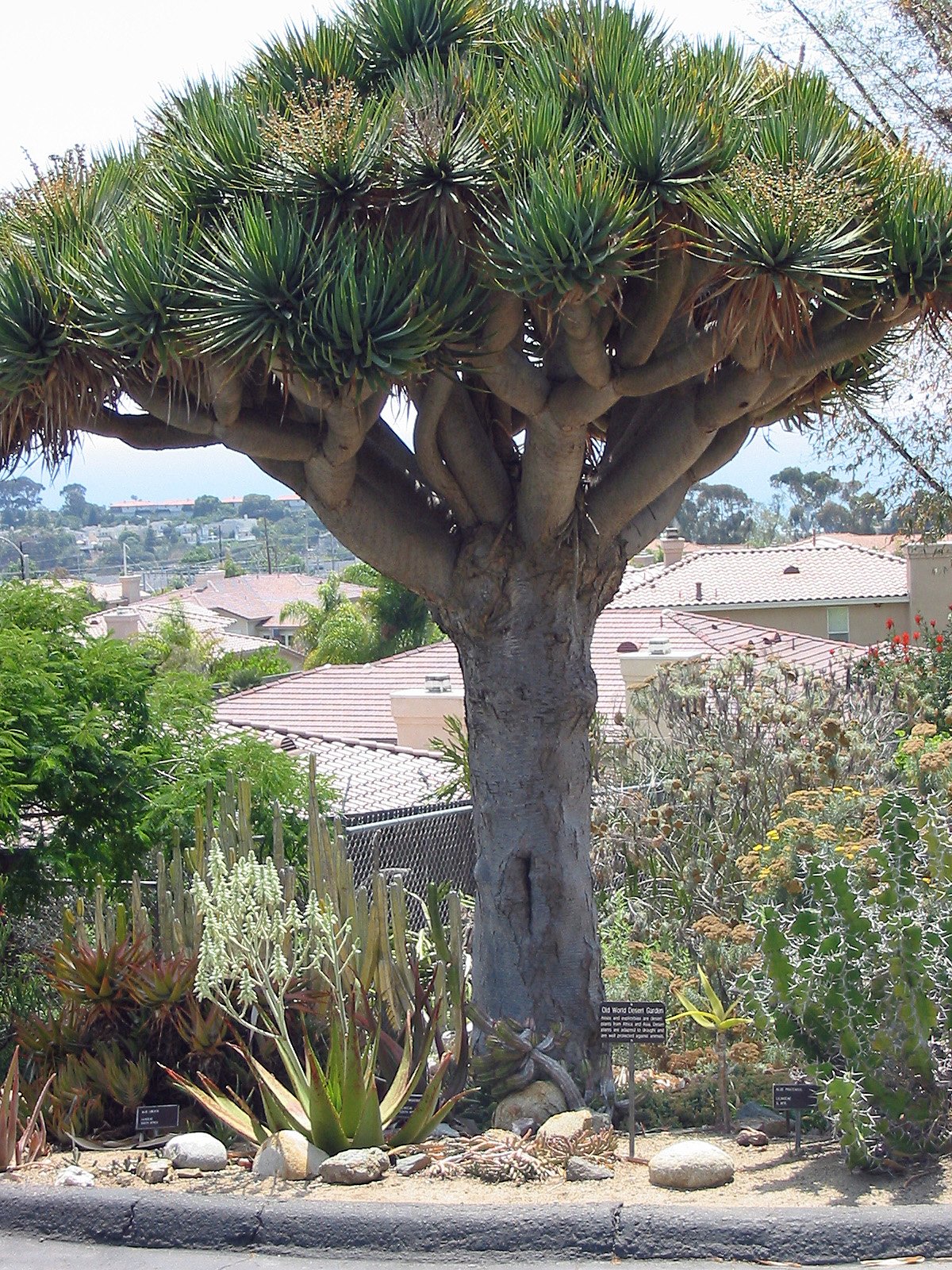 драконовое дерево фото комнатное растение