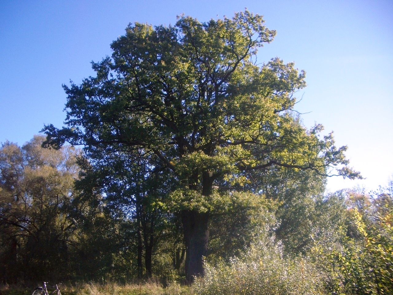Лиственные деревья Ростовской области
