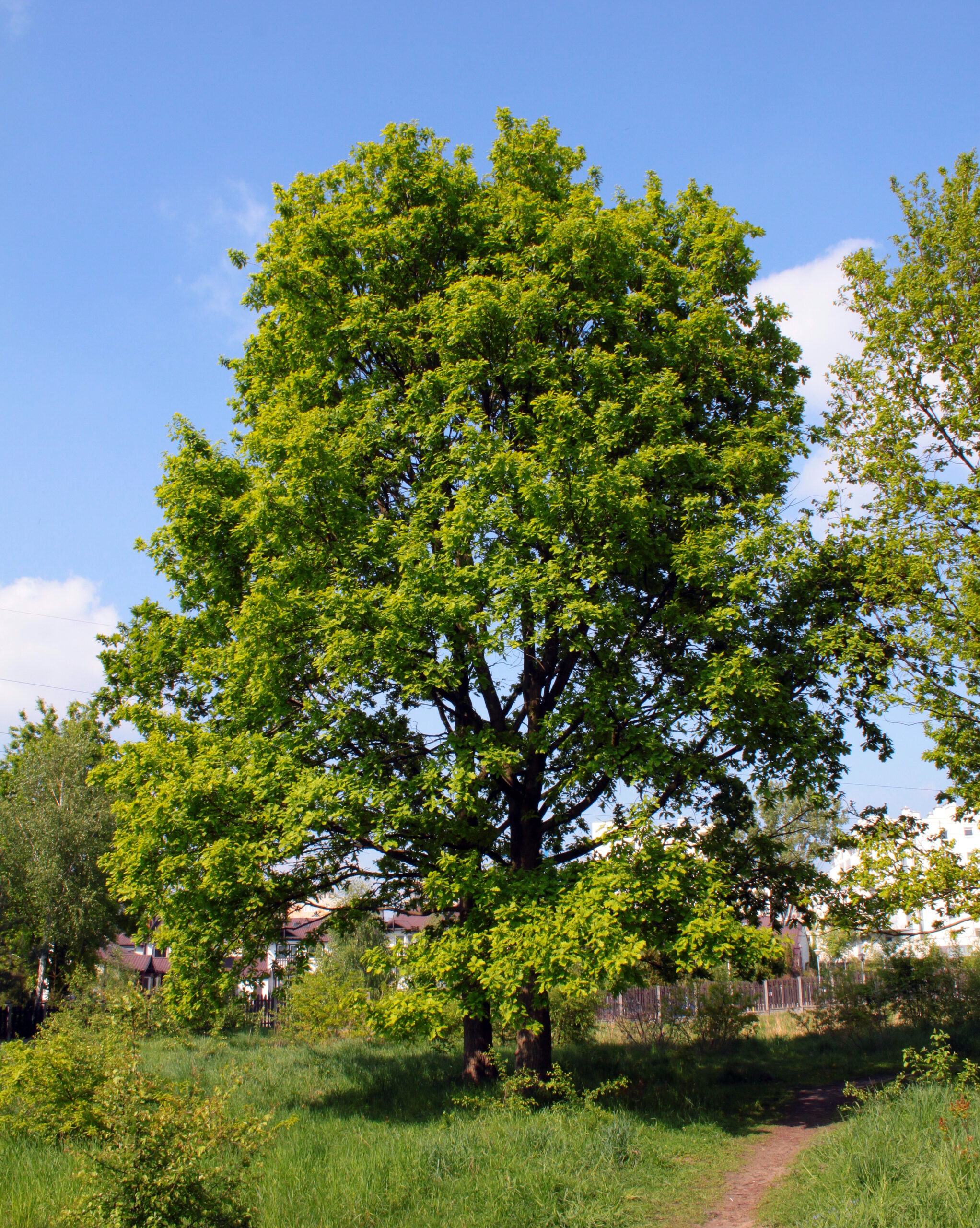 Дуб черешчатый (Quercus Robur)