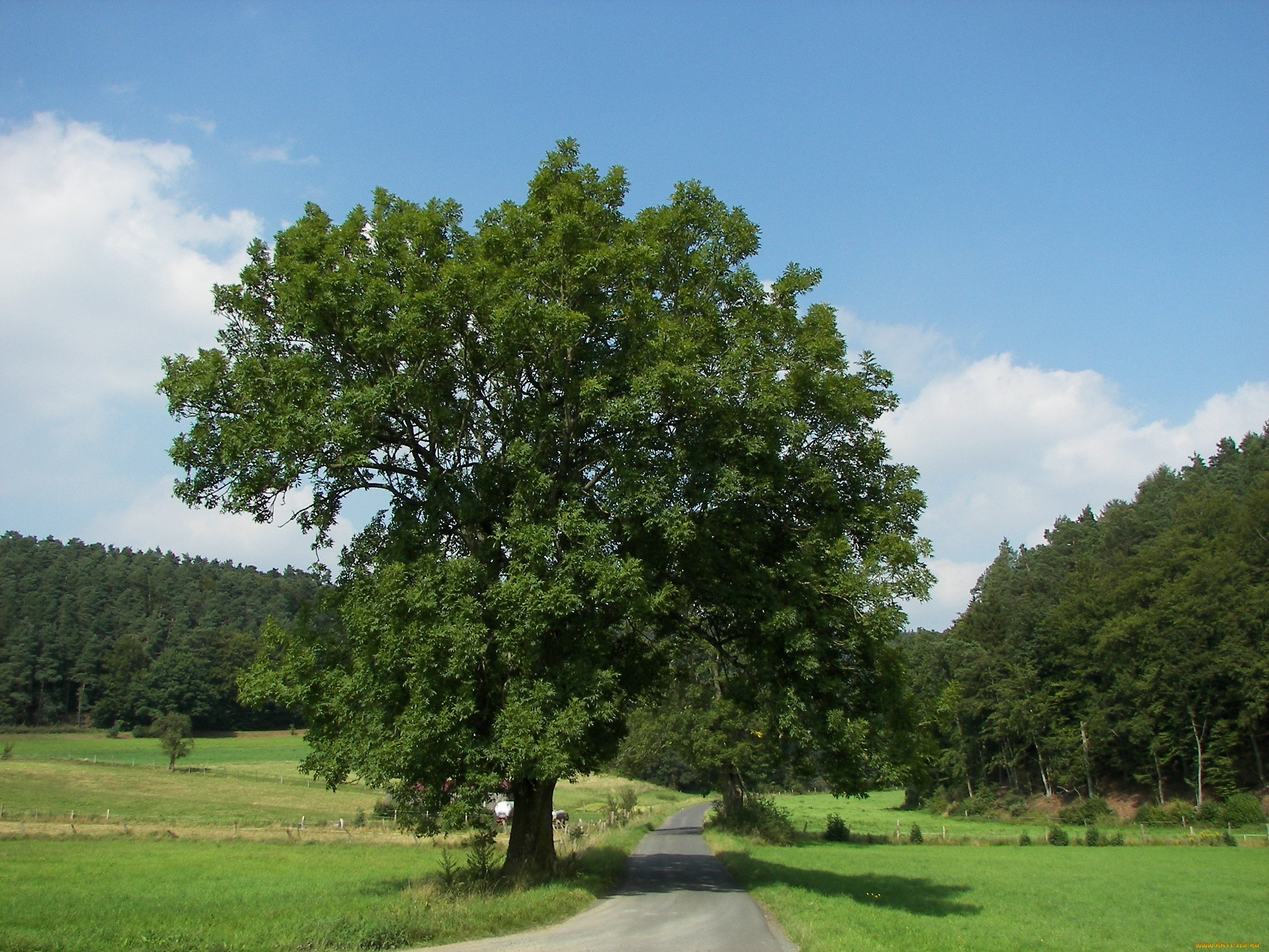 Ясень обыкновенный дерево