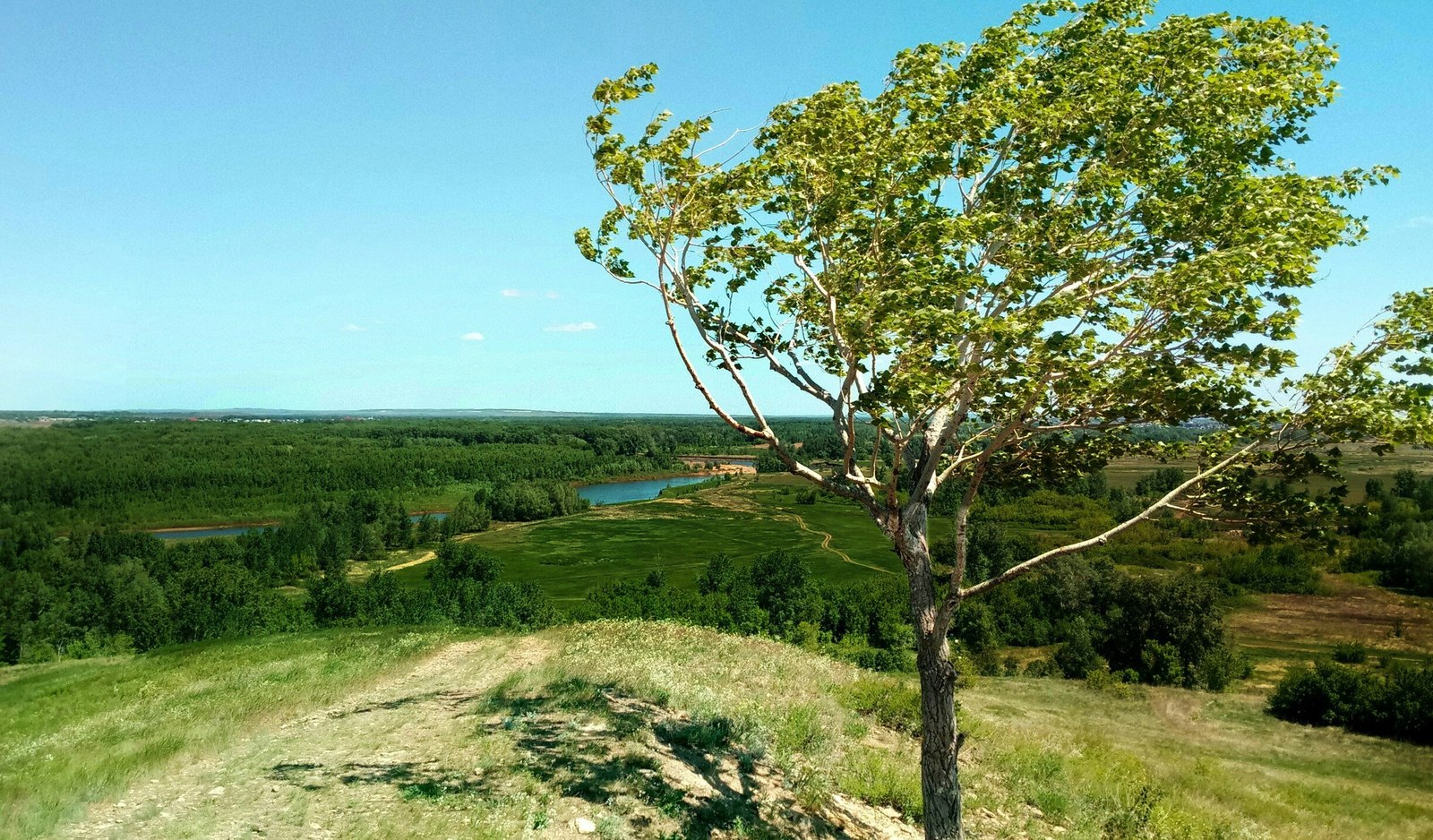 Деревья Ростовской области с названиями