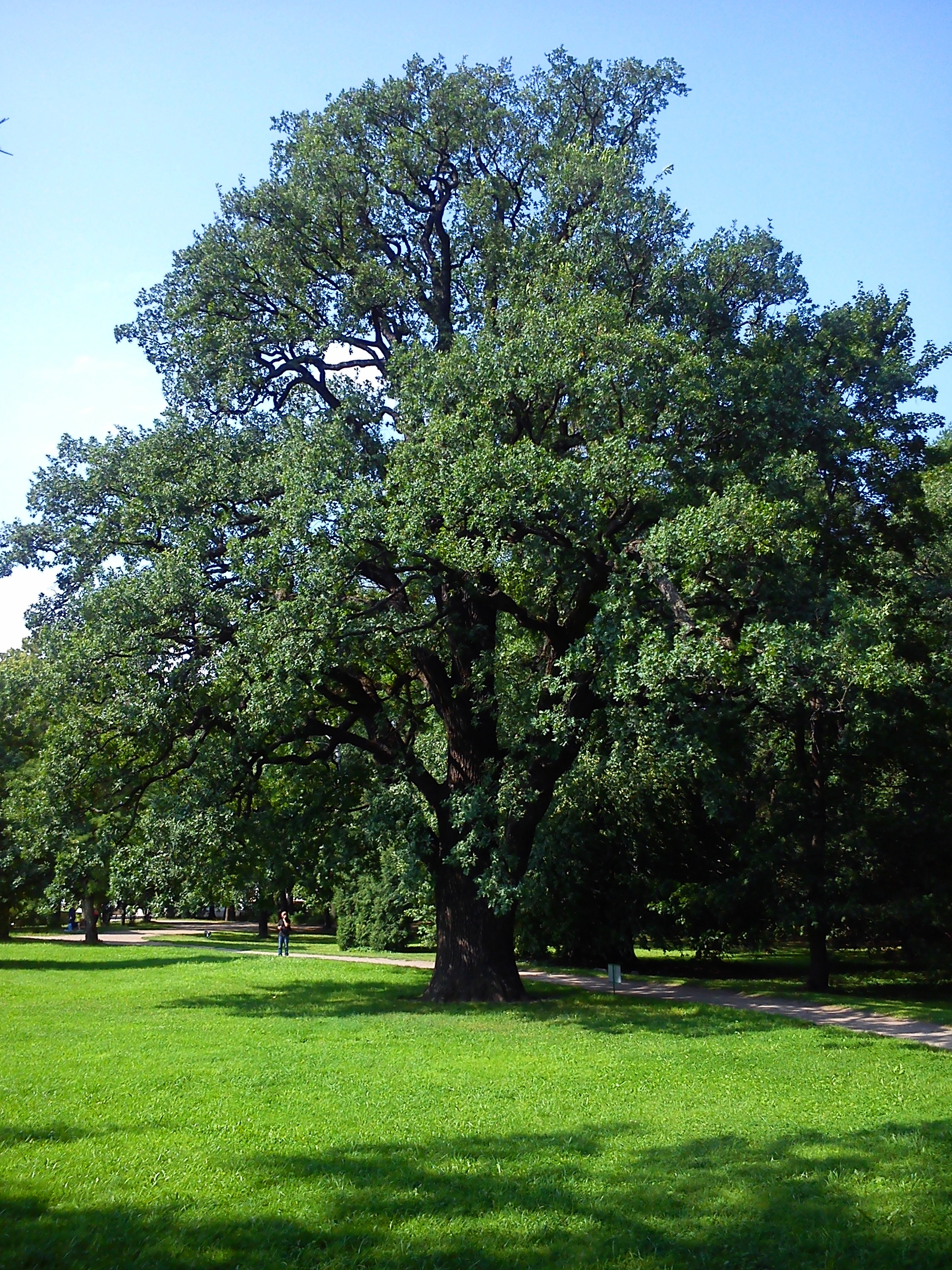 Дуб черешчатый, летний (Quercus Robur)
