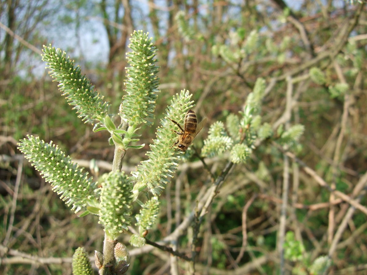 Salix Arctophila