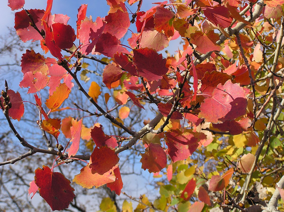 Осина дерево листья осенью