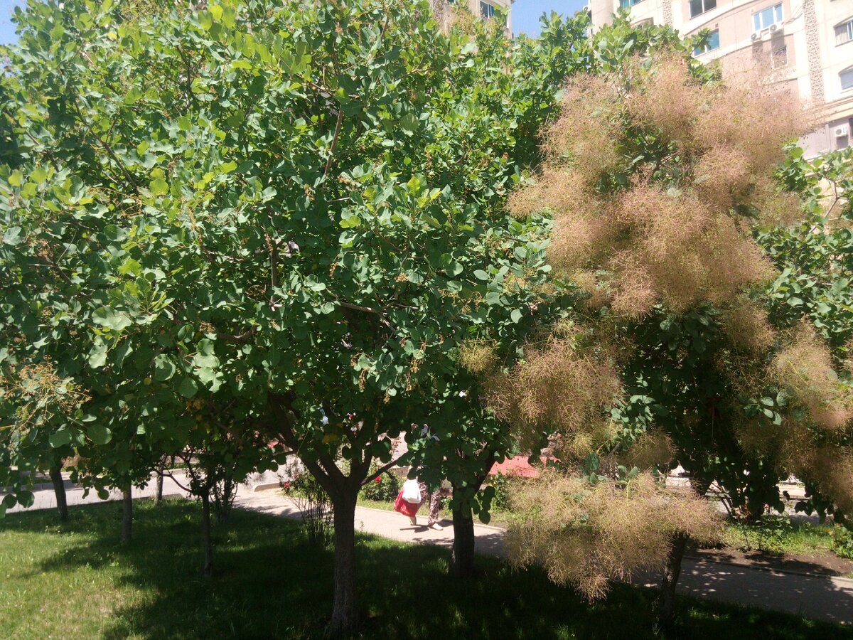 Скумпия Кожевенная куст или дерево