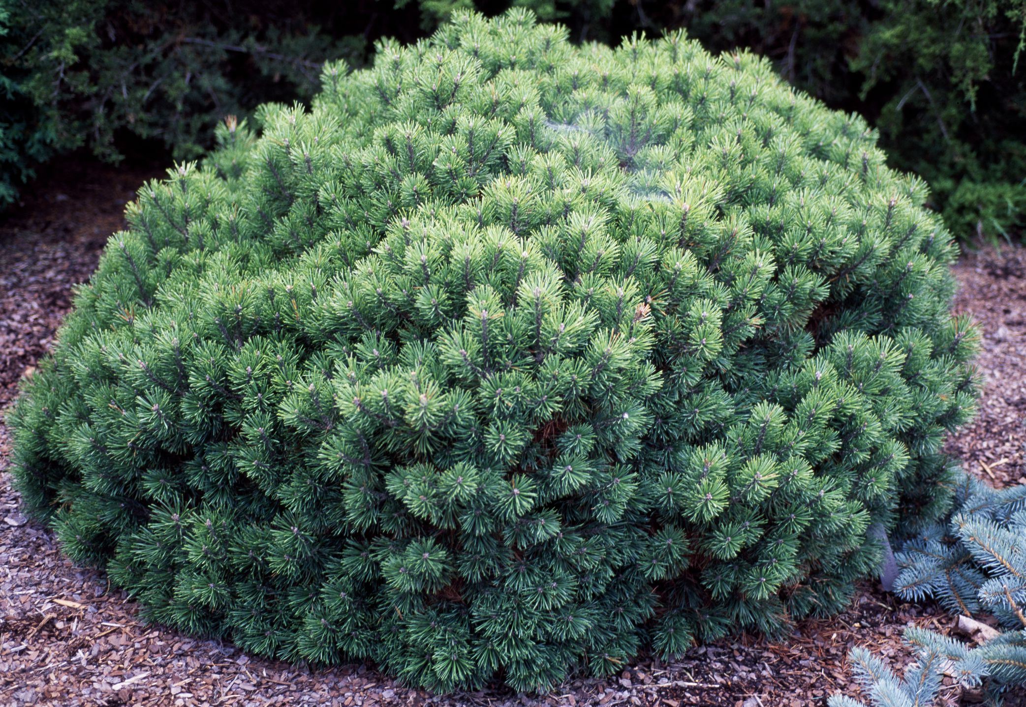 Pinus mugo minima Kalous